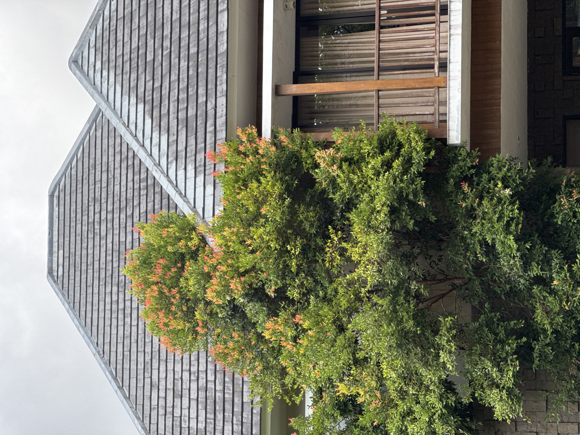 In Kuta Selatan, Indonesia, the image captures a close-up view of a building's exterior, dominated by a lush green tree with vibrant reddish-orange new growth. The tree's branches extend towards a steeply pitched, grey-shingled roof, which features a distinctive peak where two sections of the roof converge. To the right, a balcony with wooden railings and supports is visible, with sheer, light-brown curtains obscuring the view into the interior rooms. The building's facade is partially covered in textured, dark stone on the lower level, transitioning to wooden panels above the ground floor. The sky above is overcast, casting a soft, diffused light on the scene. No people are present in the frame.