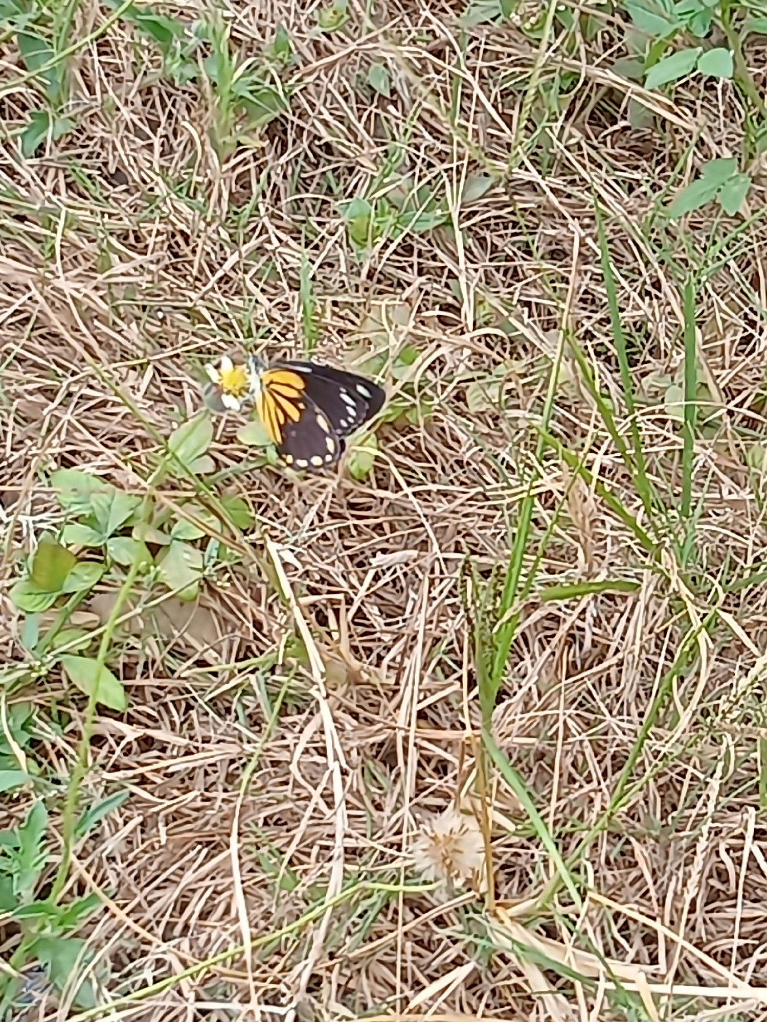 A butterfly with black, orange, and white markings rests on a small white flower in a grassy area. The butterfly's wings are partially open, revealing the intricate pattern. The ground is covered with dry grass and some green foliage. The scene appears to be outdoors, likely in a natural or semi-natural environment. The photograph is taken from a high angle, looking down on the butterfly and its surroundings. The resolution of the image is low, making it difficult to discern fine details.