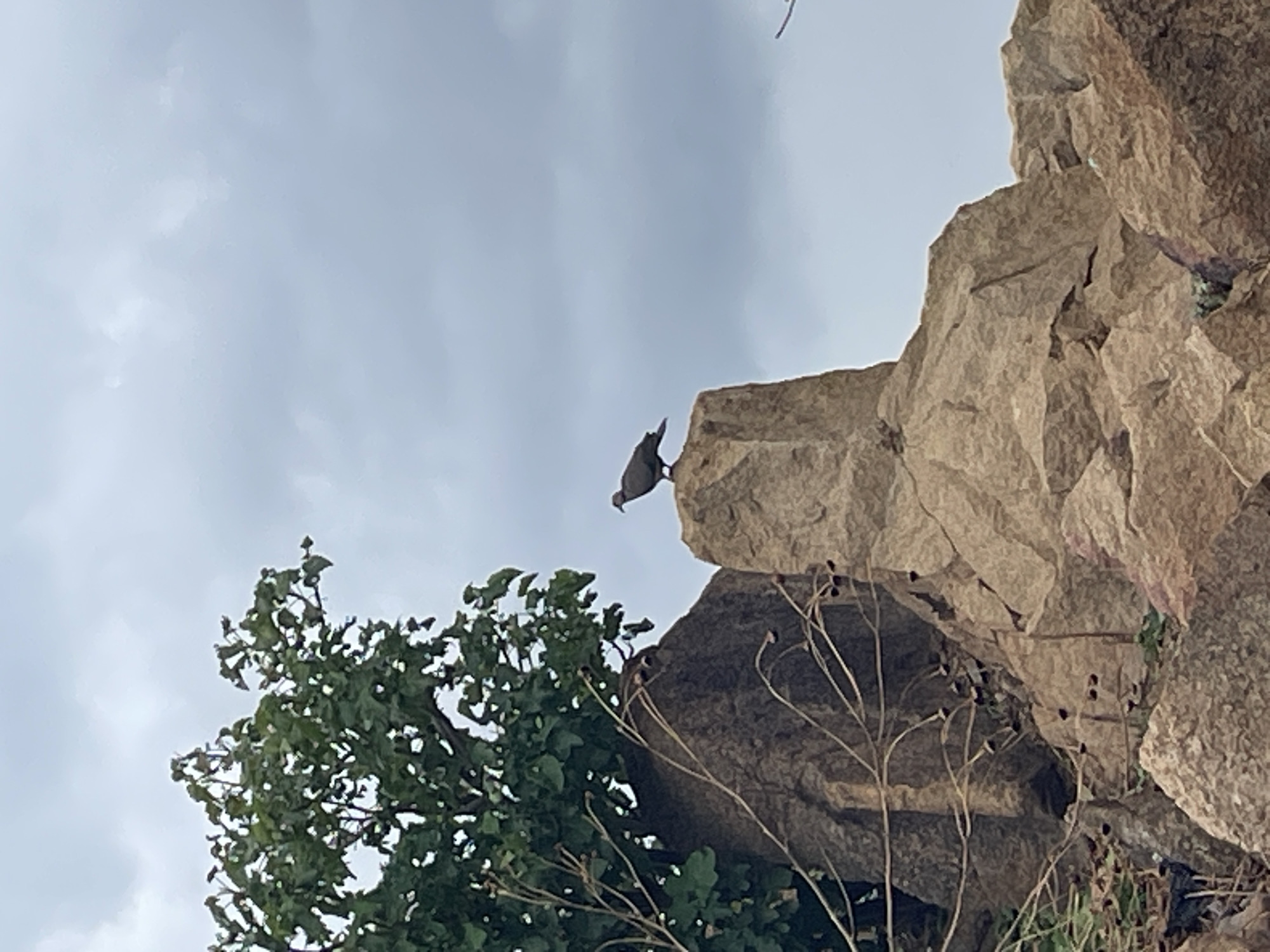 A bird is perched on a rock formation, with a tree visible to the left, under an overcast sky. This image appears to be taken at a low angle.
The location is Jos, Nigeria.