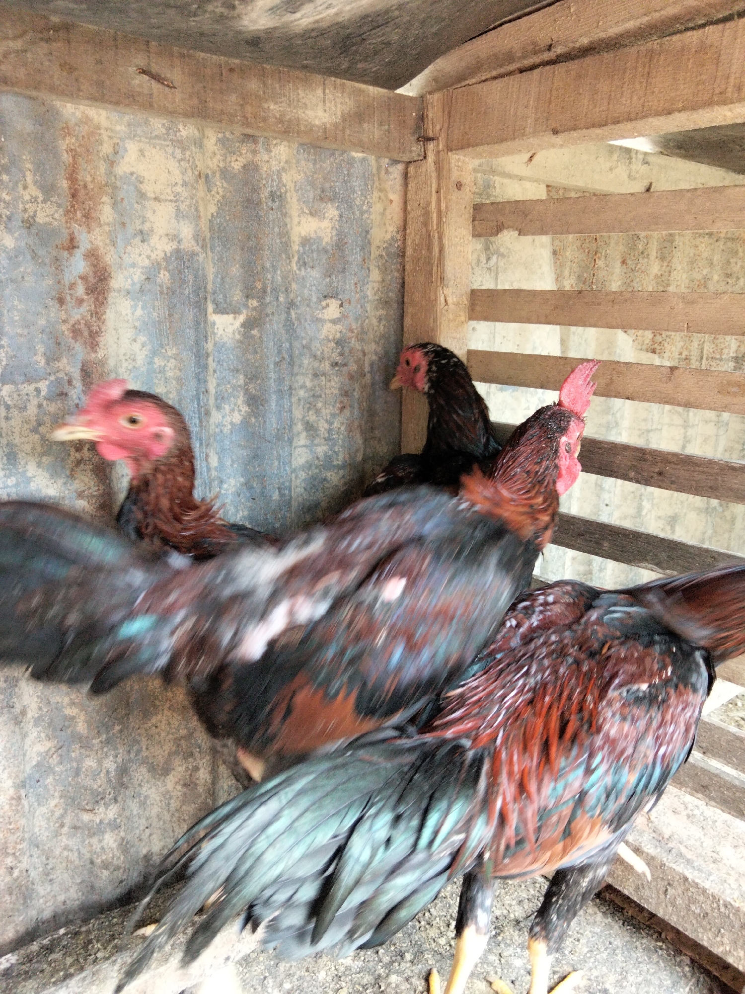 The image depicts a group of roosters in a rustic enclosure. The enclosure appears to be constructed from corrugated metal and weathered wooden planks. The roosters have predominantly dark plumage with iridescent green and reddish-brown feathers. One rooster in the foreground has its tail feathers prominently displayed, showcasing a spectrum of blue-green hues. The roosters are positioned on a floor covered with a mixture of dirt and what appears to be feed. The overall environment suggests a rural or semi-rural setting, potentially a farm or a backyard in Benuaraja, Indonesia, where such enclosures are common for keeping poultry.