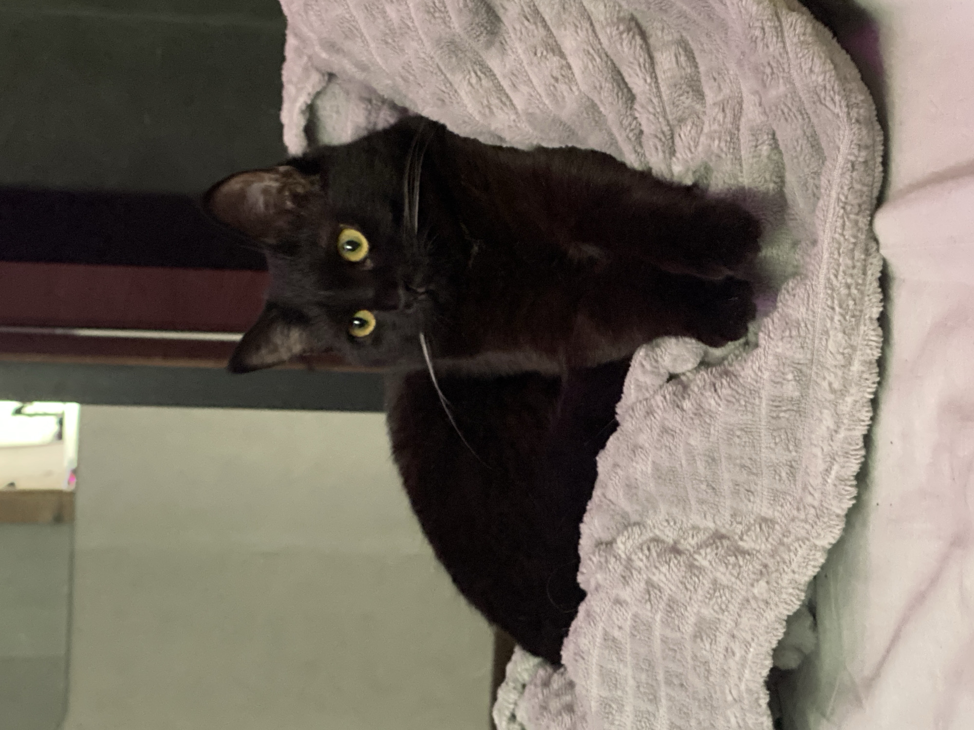 A black cat is nestled in a gray, textured blanket. The cat has green eyes and is looking directly at the viewer. The cat is positioned in the center of the frame, partially obscured by the blanket. The background includes a dark brown shelf and a light gray wall with an indistinct window. The location, Izhevsk, Russia, is based on limited information and may not be accurate.