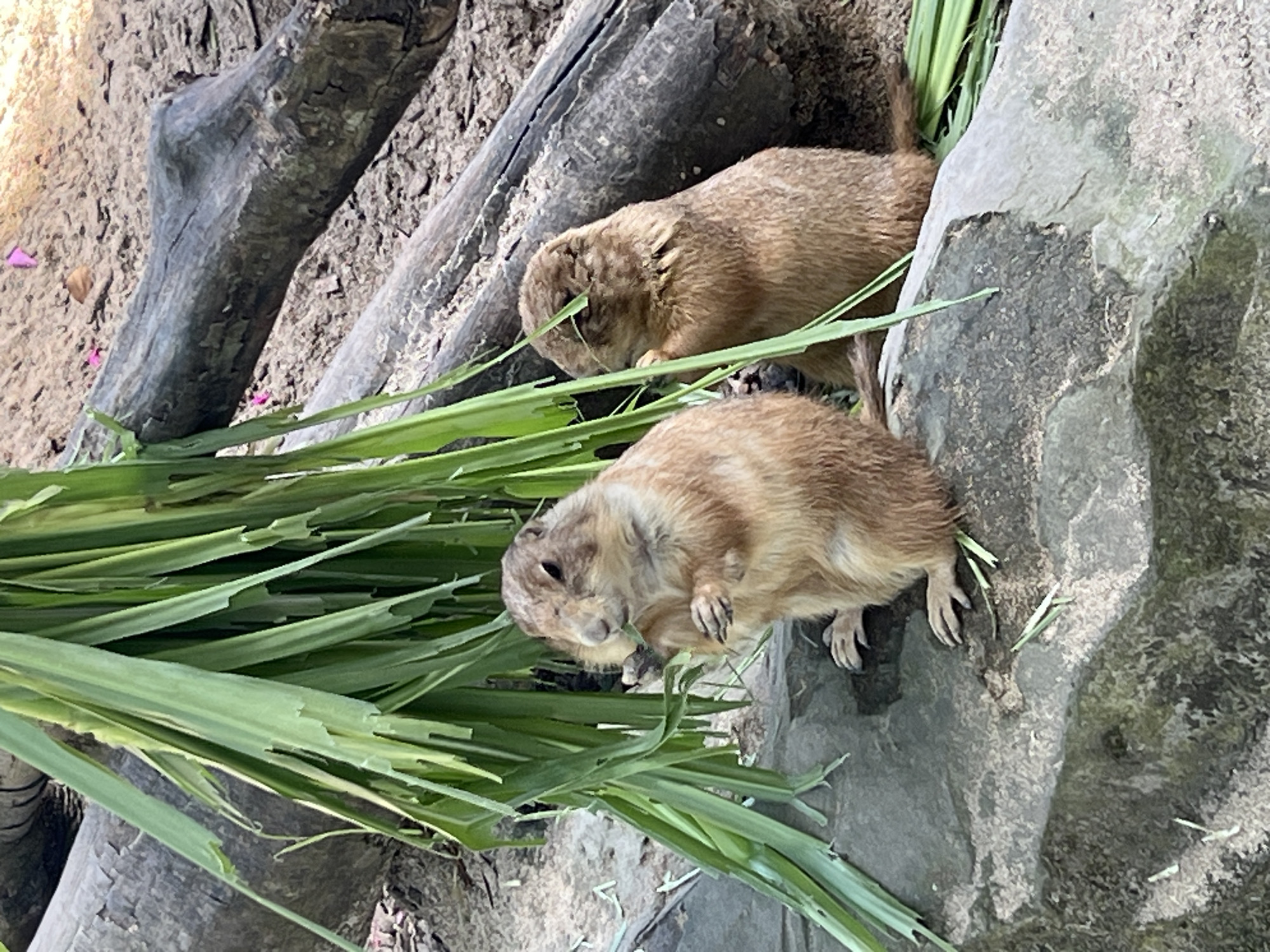 Two prairie dogs are the main subjects of the image, positioned amongst rocks and grasses. One prairie dog is closer to the foreground, sitting on its haunches and holding a blade of grass. The other is further back, partially obscured by the rock. Both prairie dogs are brown in color. The ground and surroundings include rocks, dirt, and green blades of grass. The setting appears to be outdoors, possibly a zoo or wildlife exhibit. The image was taken in Sukawati, Indonesia.