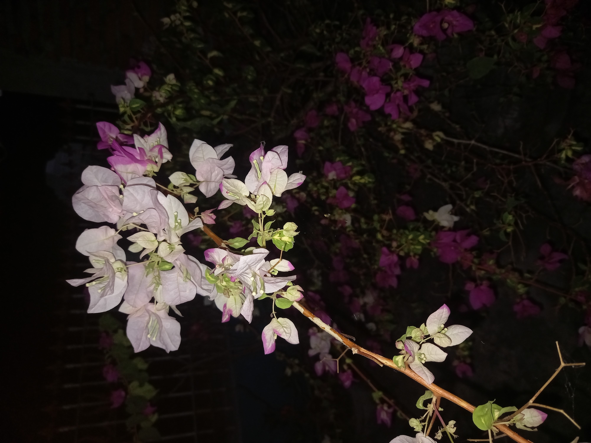 A close-up, nighttime photograph captures a branch of bougainvillea flowers in Kebon Agung, Indonesia. The flowers are predominantly white with delicate pink tips, and a few clusters of vibrant purple flowers are visible in the background. The scene is dimly lit, with the dark surroundings and a hint of fencing suggesting an outdoor, possibly garden or yard, setting. The focus is on the intricate details of the flowers and the woody texture of the branch, creating a serene and naturalistic composition.