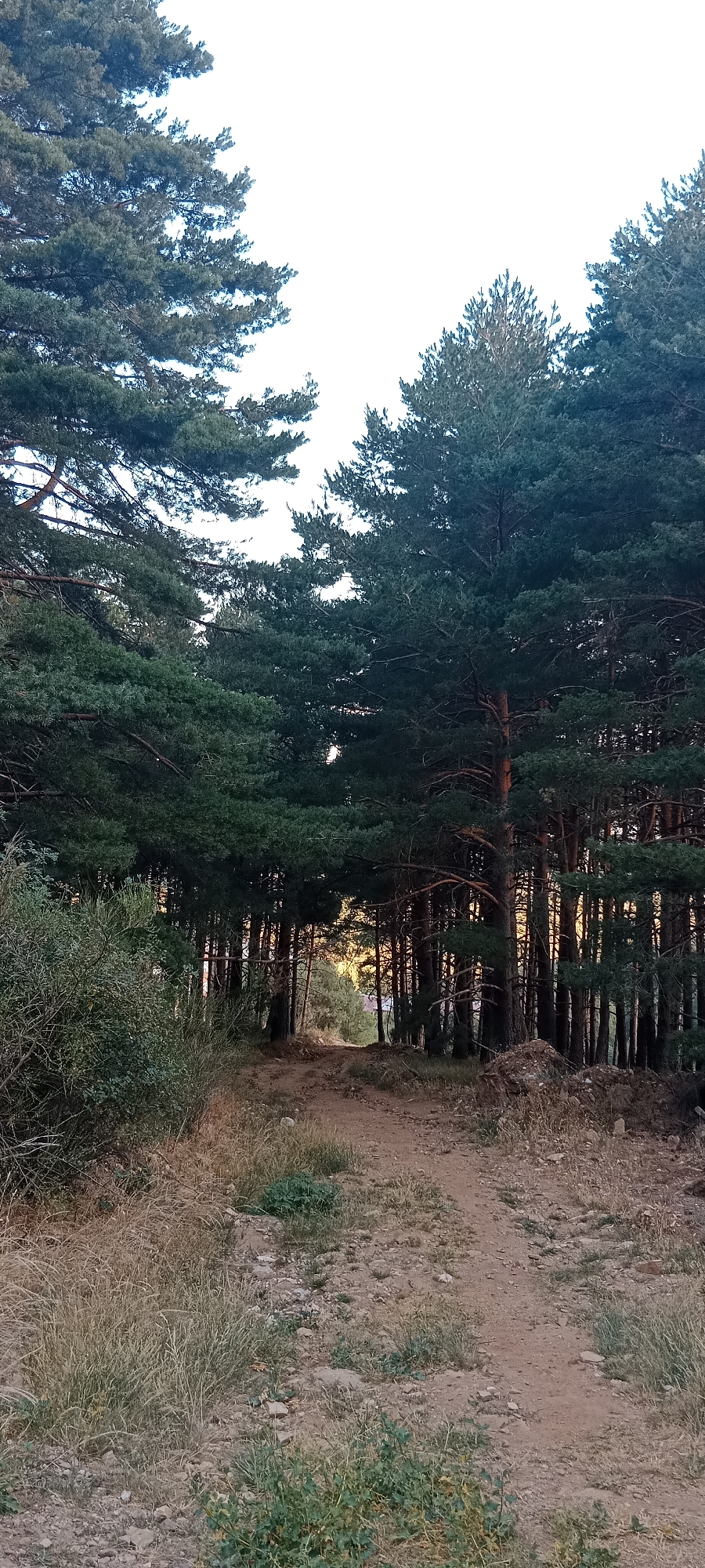 The image depicts a dirt path winding through a dense pine forest. The path is light brown and dusty, with some scattered rocks and dry grass along its edges. The trees are tall and coniferous, with dark green needles and rough brown bark. The dense canopy creates a shaded environment, with shafts of sunlight filtering through the branches in some areas. The sky is bright white, suggesting a clear day, possibly late afternoon or early morning given the quality of light. The overall impression is of a natural, somewhat wild environment. The location is identified as Cerezo de Arriba, Spain.
