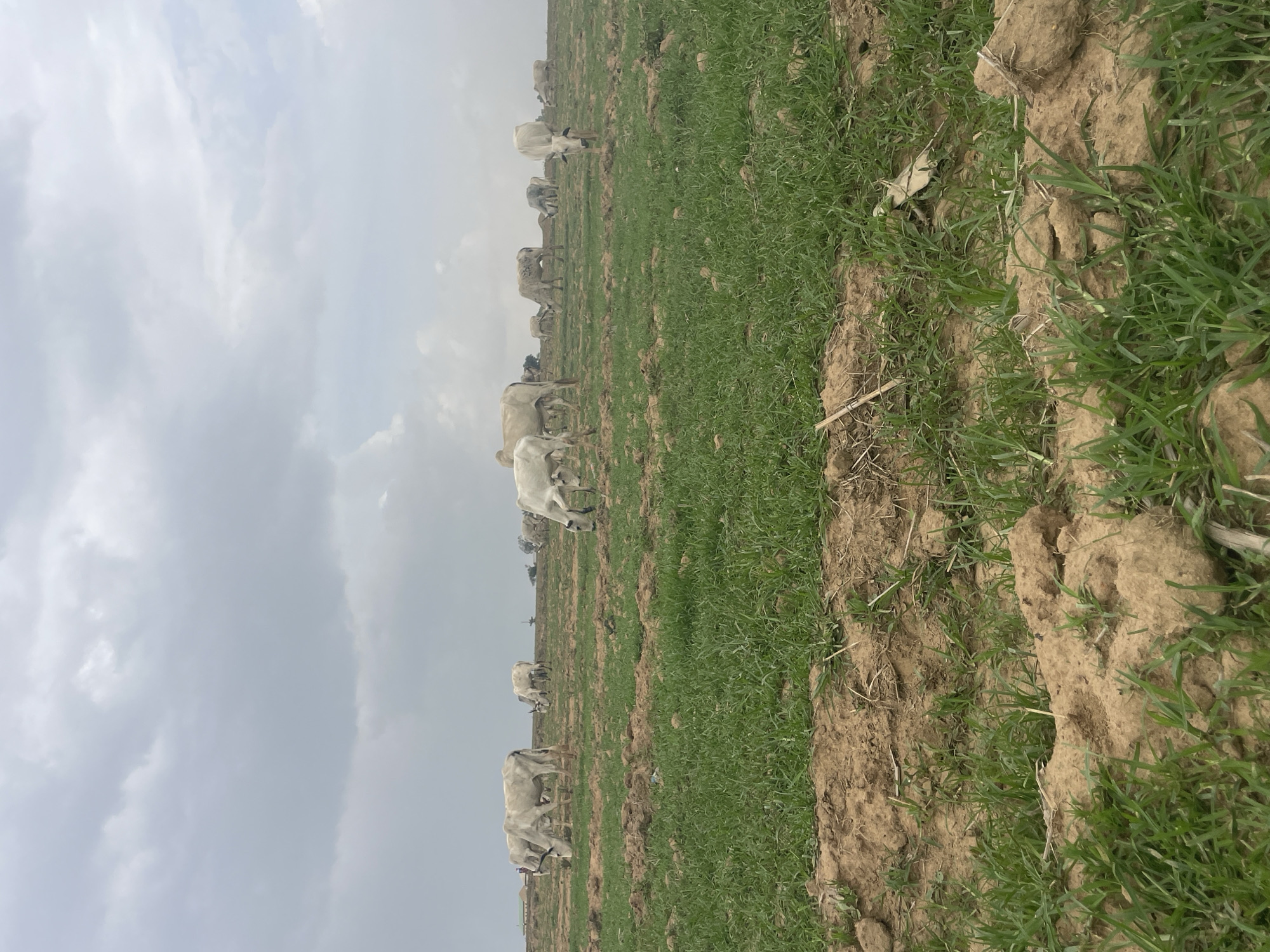 The image shows a herd of light-colored cattle grazing in a field in Maiyanga, Nigeria. The foreground consists of rows of grass and bare earth. The cattle are scattered across the field, some grazing while others stand. The sky is overcast with grey and white clouds.