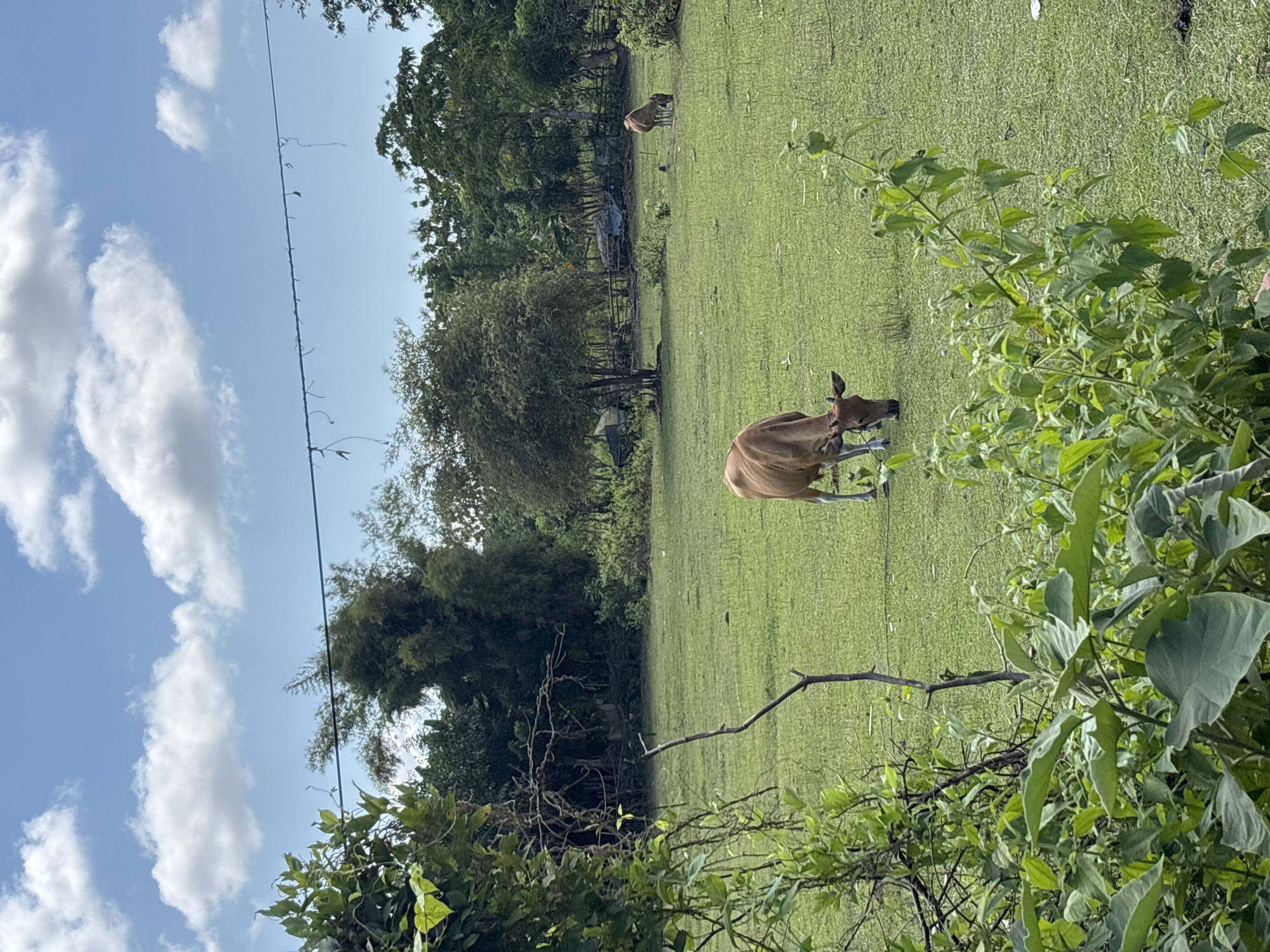 The image captures a tranquil outdoor scene in Kuta Selatan, Indonesia, depicting a vast green field under a clear blue sky with scattered white clouds. Two light brown cows are visible, grazing peacefully. One cow, with its head lowered to the ground, is prominent in the mid-foreground towards the right, appearing to eat grass. Another cow is situated further back in the field, also grazing.
The grassy expanse is bordered by a dense line of lush tropical trees and shrubs in the background, extending along the right side of the frame. Overhanging green foliage and some bare branches are prominent in the foreground on the right, partially framing the scene. A thin, dark line, possibly a wire or a slender branch, stretches horizontally across the upper portion of the sky, with small leaves clinging to it.
The setting suggests a rural or semi-rural pasture. The bright sunlight and clear sky indicate a daytime scene, likely during good weather. No discernible text is present in the image.