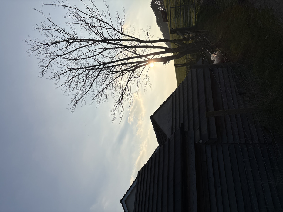 The image displays a rural landscape at either sunrise or sunset in the city of Shelve, United Kingdom. The foreground on the left features two structures with dark, multi-layered shingle roofs and horizontal wooden siding, heavily shadowed. A wire fence with wooden posts extends across the bottom of the frame, partially obscuring the base of these structures. A small, light-colored object or animal is visible behind the fence, positioned between the structures and a prominent tree. A large, leafless deciduous tree stands centrally, silhouetted against the low-lying sun, whose bright disk is visible behind its trunk and branches. To the right of the tree, a green grassy field slopes upwards. Adjacent to the tree, a wooden fence post and a metal gate are visible. In the distant background, on the ascending green hill, a small, dark red-brown object or structure is discernible, backed by a treeline of coniferous trees. The sky above is a light blue with scattered, wispy clouds.