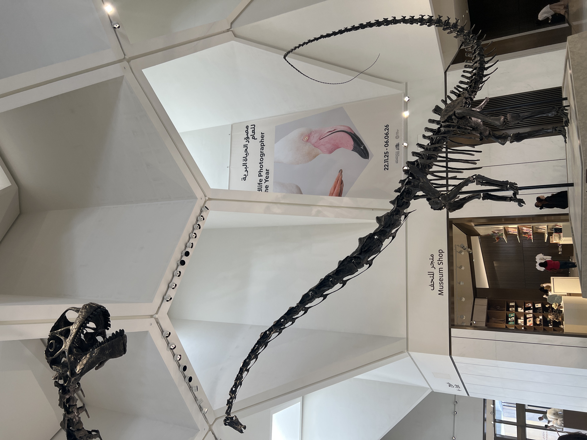 The image depicts a museum interior in Abu Dhabi, United Arab Emirates, likely the National Museum of Natural History. Dominating the scene are two large dinosaur skeletons displayed from the ceiling and on a platform. The larger skeleton, a long-necked herbivore, is centrally positioned on a raised platform, its skeletal structure meticulously preserved and presented. Above and to the left, a portion of another dinosaur skeleton, possibly a theropod, is suspended from the ceiling.
The museum's architecture features a striking white, multi-faceted ceiling with integrated lighting. A large banner hangs from the ceiling, displaying an image of a flamingo and text in both Arabic and English related to a "Wildlife Photographer of the Year" exhibition, with dates "22.11.25 - 06.06.26" visible.
Below the large dinosaur skeleton, a "Museum Shop" is clearly indicated by signage in both Arabic and English. The shop entrance is visible, with shelves stocked with books and various retail items. People are present in the background, observing the exhibits and browsing in the shop. To the far left, an "Exit" sign is visible. The overall environment suggests a public exhibition space within a modern museum.