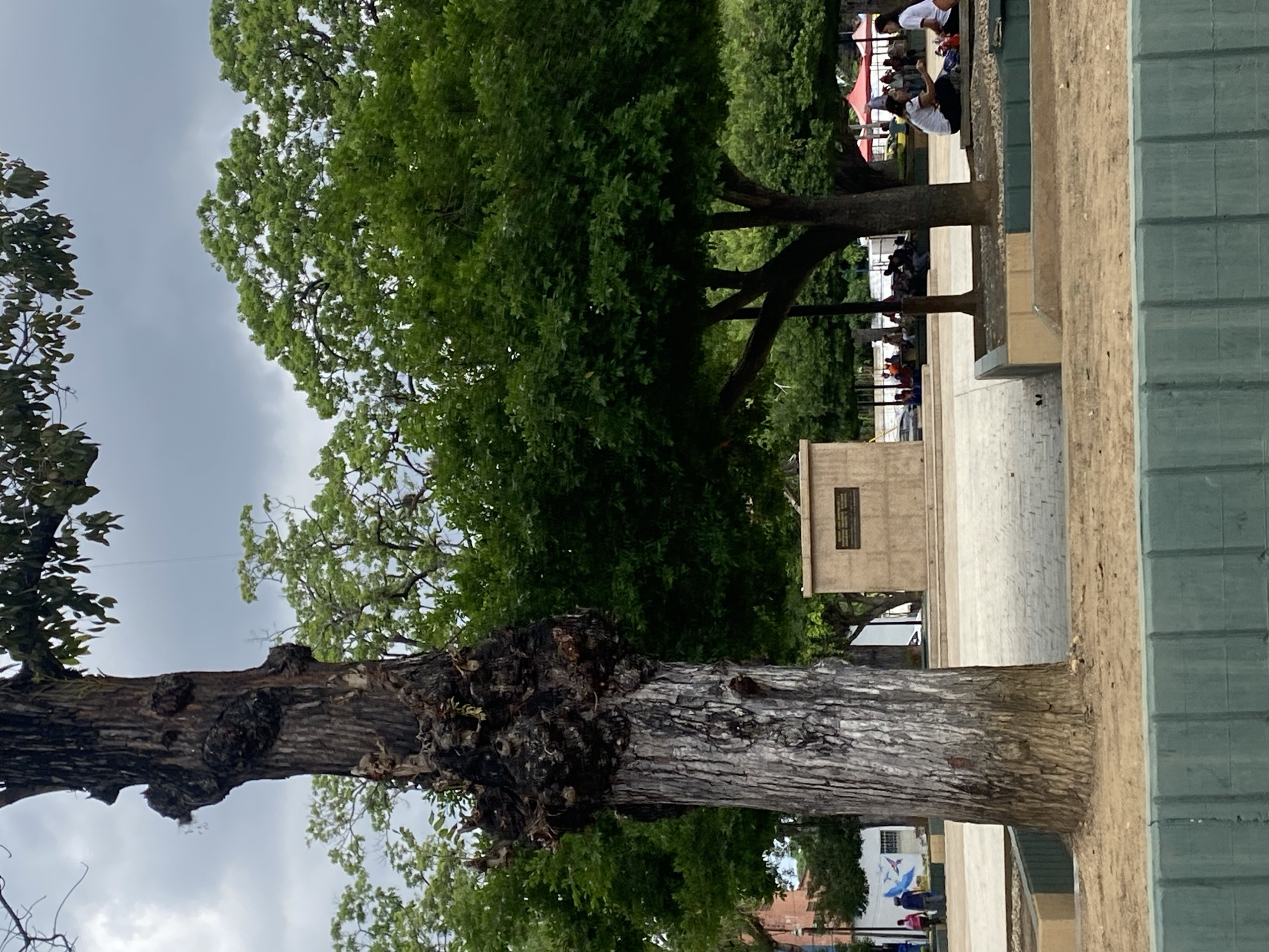 The image shows a park setting in Tinaquillo, Venezuela. In the foreground, a large tree with a distinctive, gnarled bark dominates the view. Behind the tree, a landscaped area with paving stones leads to a monument or structure bearing a plaque. Further back, people can be seen sitting at tables under the shade of trees, suggesting a public gathering area. The sky appears overcast. In the background, there's evidence of buildings and possibly a mural. The image is taken at a low angle, emphasizing the height of the tree and the layout of the park.