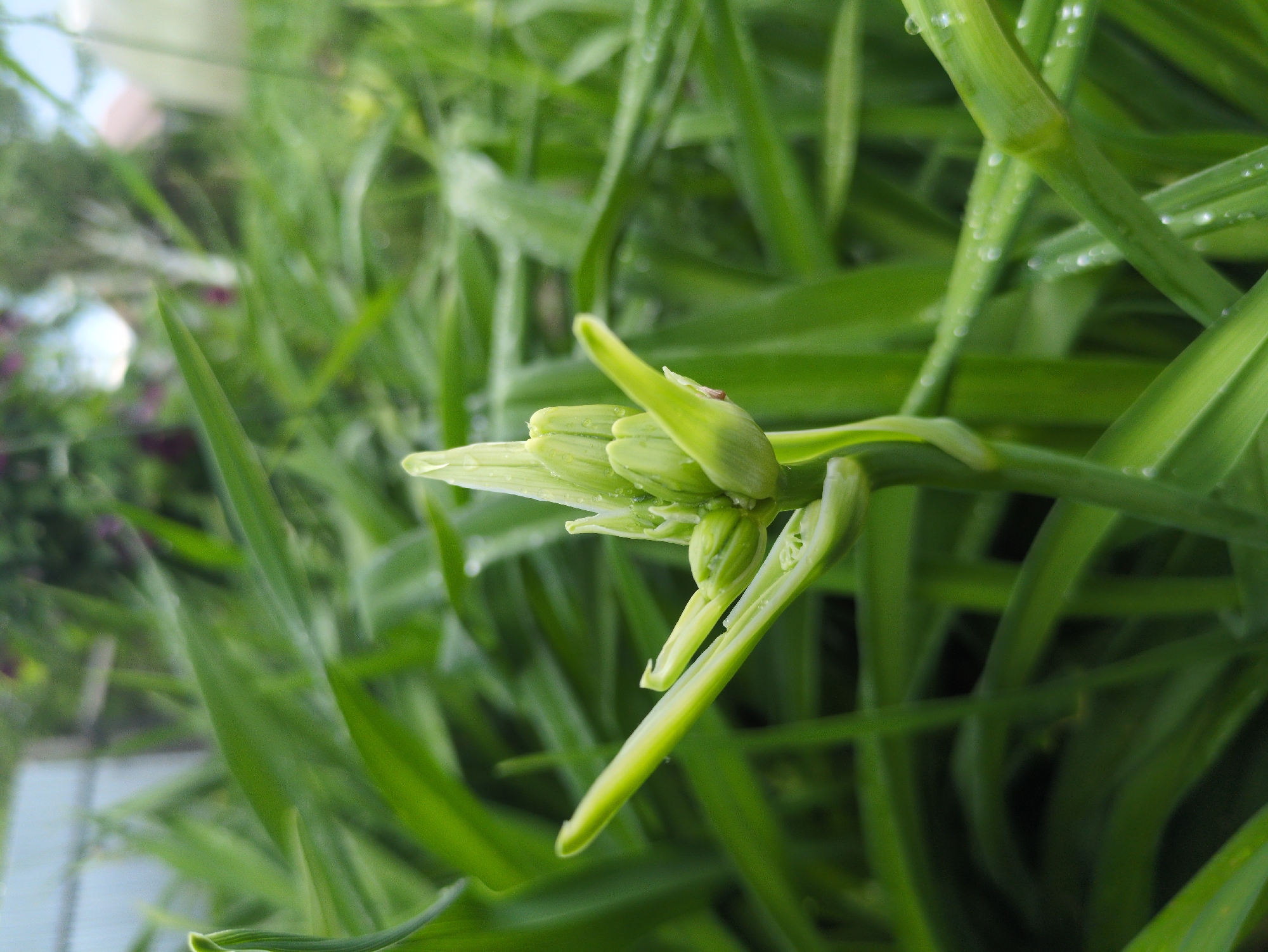 The image shows a close-up of a plant with green leaves and a bud. The bud is light green and appears to be in the process of opening, with several petals or sepals visible. Small water droplets are scattered across the leaves and stems, suggesting recent rain or dew. The background is filled with more green foliage, creating a lush, natural setting. The lighting suggests it is daytime, likely morning or afternoon, with diffused light that highlights the textures of the plant. The overall mood is serene and focused on the details of the plant's growth. There is no visible text in the image. The setting is implied to be outdoors in a garden or natural environment, potentially in Kulebaki, Russia, as per the provided context.
