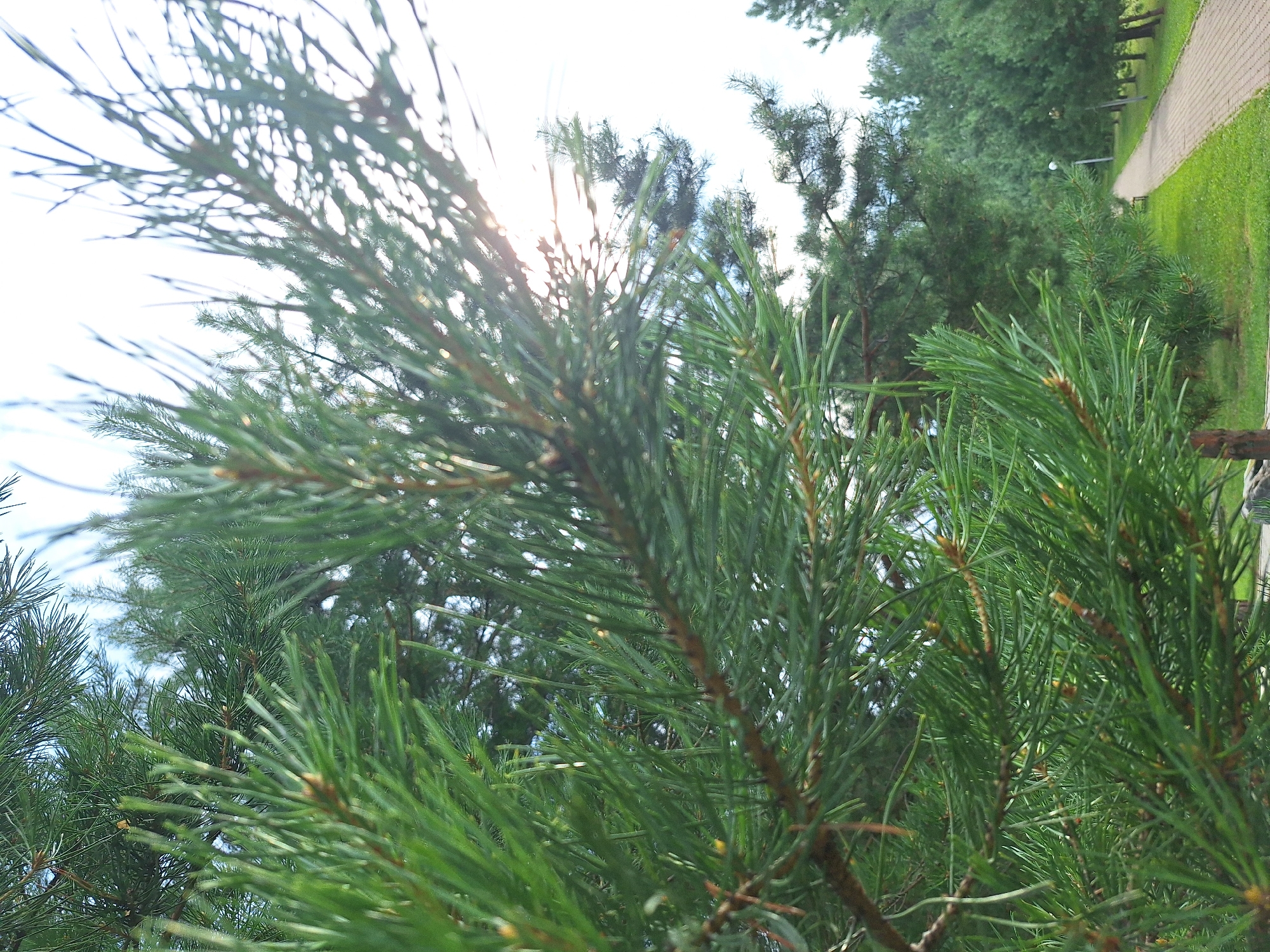The image depicts a close-up view of lush green pine needles and branches in the foreground. The needles are sharp and pointed, with some appearing slightly brown at the tips. The branches are covered in these needles, creating a dense texture. In the background, sunlight filters through the pine boughs, creating a bright, slightly hazy effect. Beyond the pine trees, a paved walkway is visible, curving to the right and lined with more pine trees on either side, suggesting a park or recreational area. Two lampposts are present along the walkway, and a park bench can be seen in the distance. The overall scene is set in a natural environment, likely a park or wooded area within Atamanovka, Russia, characterized by a clear sky and a well-maintained pathway. There are no people or animals present in the image.
