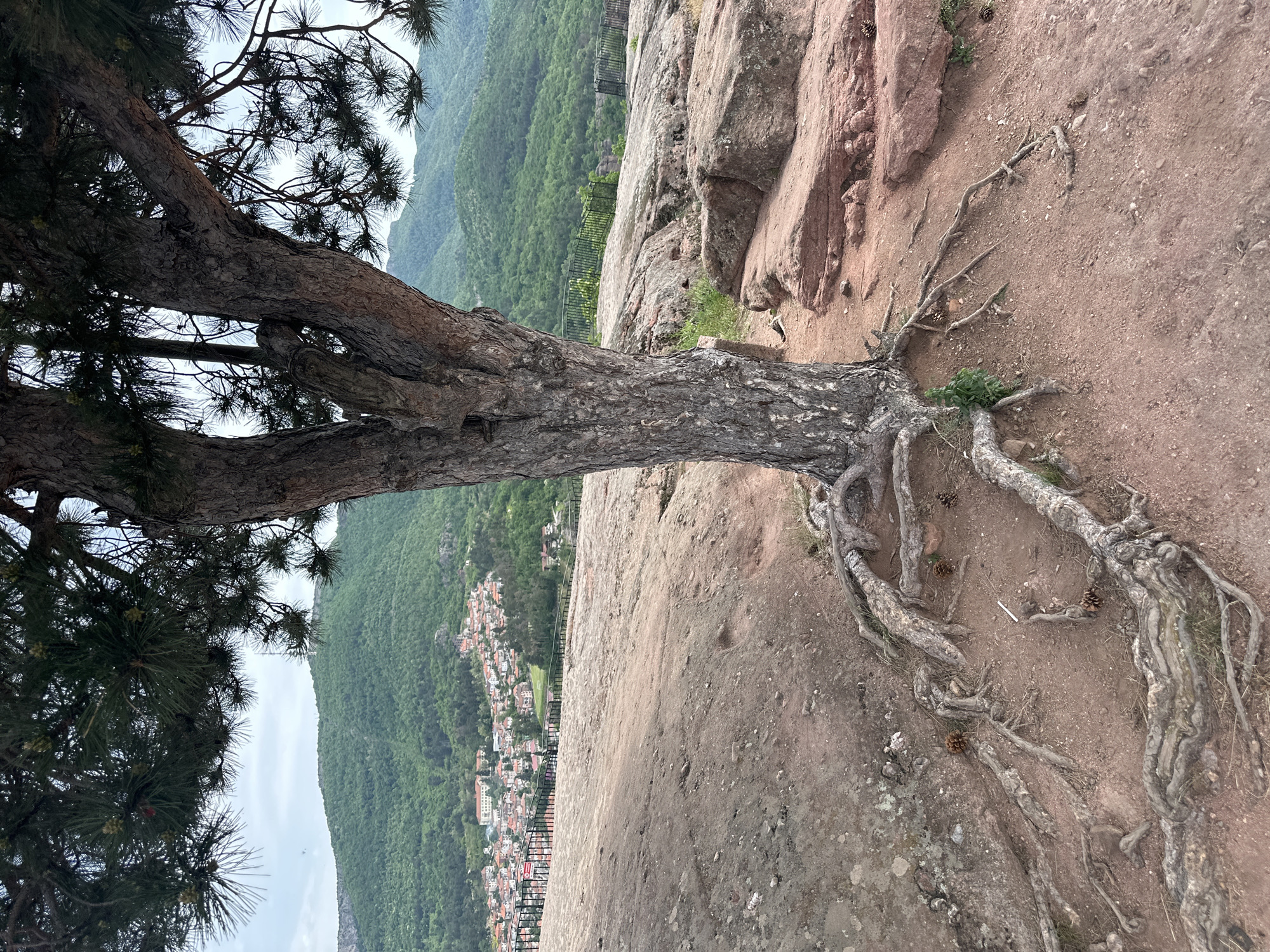 A close-up view reveals a sturdy tree clinging to a reddish-brown, rocky precipice. The tree's exposed roots snake across the earth, mingled with a scattering of pine cones and a single cigarette butt. The landscape descends dramatically, presenting a panoramic view of the city of Belogradchik, Bulgaria nestled amongst lush, green mountains. A black metal safety fence traces the edge of the cliff, providing a barrier to the steep drop. The tree's dark green foliage contrasts with the muted tones of the rock and the cityscape below.