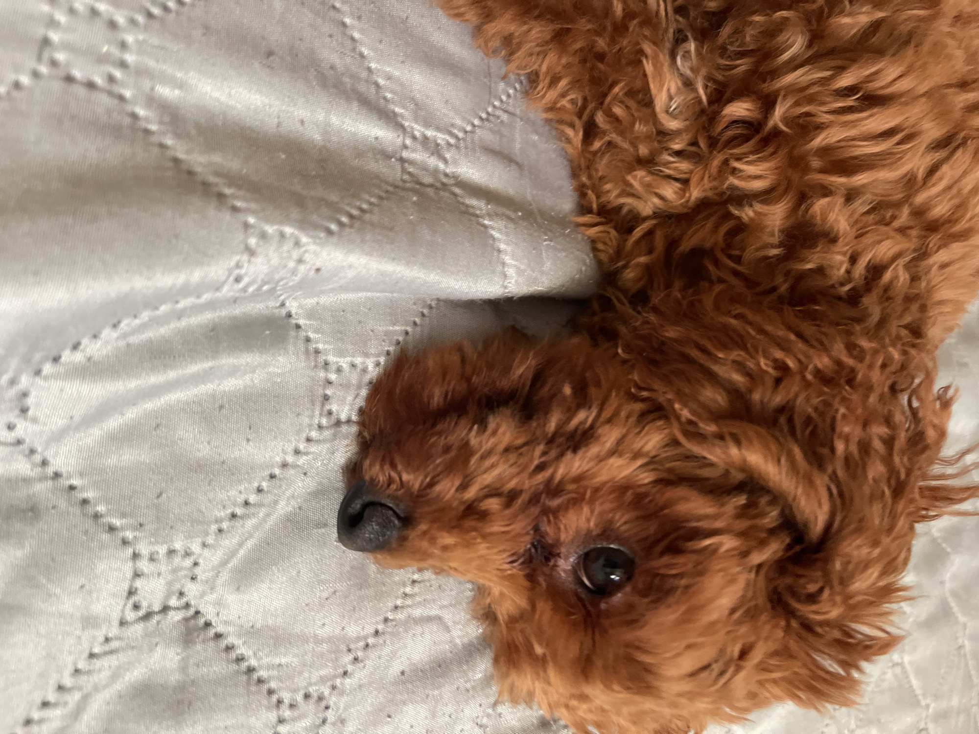A toy poodle with reddish-brown curly fur is lying on a quilted, light-colored surface. The poodle's head is turned towards the viewer, with one eye visible. Its nose is black. The background is a close-up of the quilted surface, which appears to be a bedspread or blanket with a diamond pattern stitched into it. There are no discernible elements in the image that indicate a specific location in Sofia, Bulgaria.