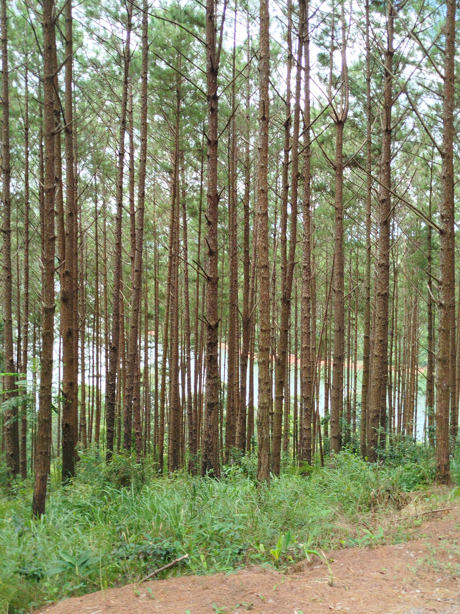 This is a high-angle, medium shot of a dense pine forest with a body of water in the background. The trees are tall and slender, with rough, brown bark and green needles. The forest floor is covered in pine needles and dry leaves. In the background, a calm, blue-green body of water is visible, with some reddish-brown structures on its far bank. The sky is overcast and a pale blue. The scene appears to be located in a natural environment, possibly a park or a protected area, given the orderly arrangement of the pine trees. The overall impression is one of natural beauty and tranquility. This location is likely within the pine forests that surround Da Lat, Vietnam, a city known for its evergreen forests and cool climate.