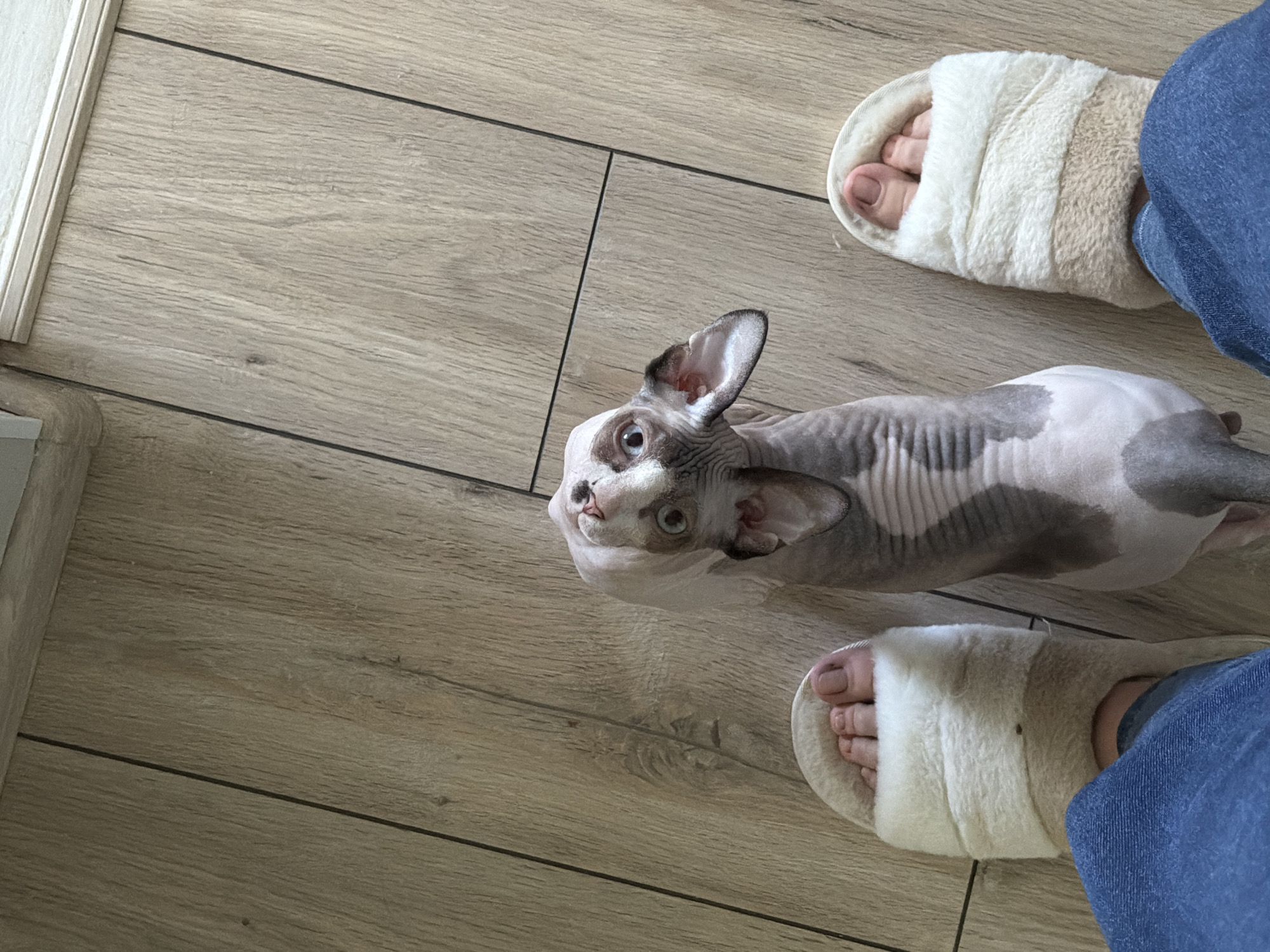 A high-angle shot depicts a hairless cat lying on a wooden floor, positioned between a person's feet clad in fluffy, light-colored slippers. The person is also wearing blue jeans. The cat's skin is a mix of pink and gray, with prominent ears and visible wrinkles. The wooden floor consists of planks laid out horizontally, with narrow dark lines demarcating their boundaries. A white baseboard is visible along the left edge of the frame. The location is in the city of Unknown, Unknown.