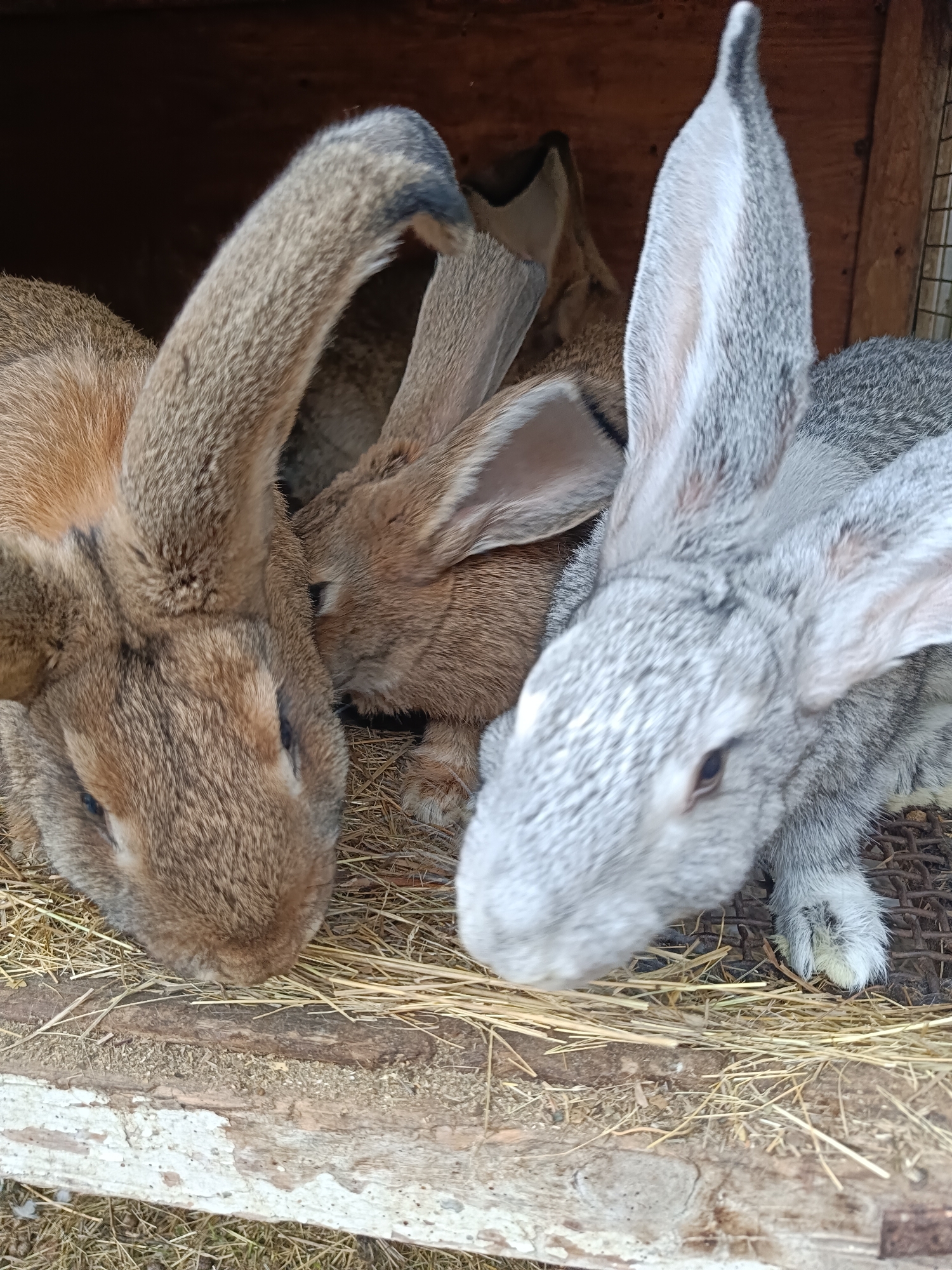 Three rabbits are huddled together in a wooden enclosure filled with straw. The rabbit on the left is a light brown color with long ears, its head facing downwards. To its right is a smaller, light brown rabbit with its head resting near the larger rabbit's ear. On the far right is a large grey rabbit with prominent ears, its head also facing down. The enclosure appears to be made of rough wood and wire mesh. The ground is covered in straw and some dry grass. There is no indication of the city of Kamyshin, Russia, in the image.