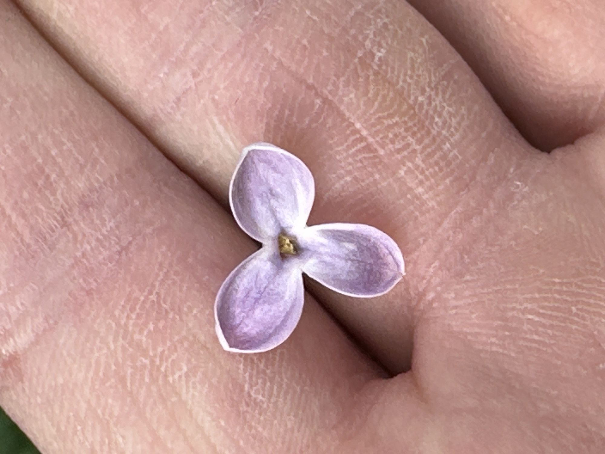 A close-up photograph shows a human palm holding a three-petaled lilac flower. The palm is textured with fine lines and wrinkles. The flower is light purple with a hint of yellow at the center where the petals meet. The background is blurred and out of focus. There is no indication of this photo being in Biysk, Russia.