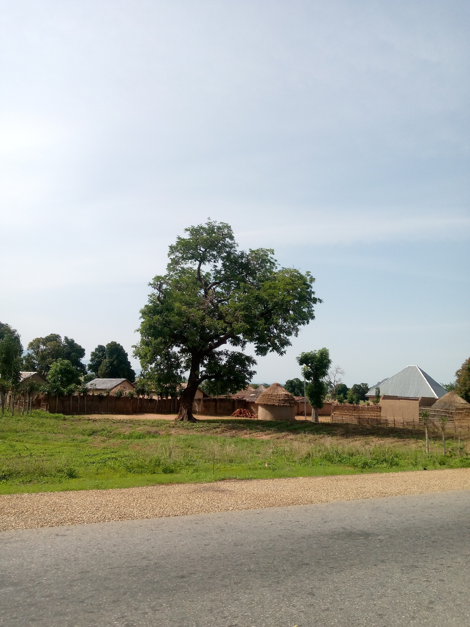 The image depicts a rural village scene in Jauro Shomwa, Nigeria. A large, mature tree with lush green foliage dominates the center of the frame, casting a shadow. Behind the tree, a collection of traditional circular huts with thatched roofs are visible, alongside some rectangular buildings with mud walls and corrugated metal roofs. A wooden fence, some of it dilapidated, encloses the settlement. The ground in front of the village is covered with dry grass and a gravel shoulder borders a paved road in the foreground. The sky is a pale blue with a few wispy clouds. The overall impression is one of a tranquil, undeveloped community.