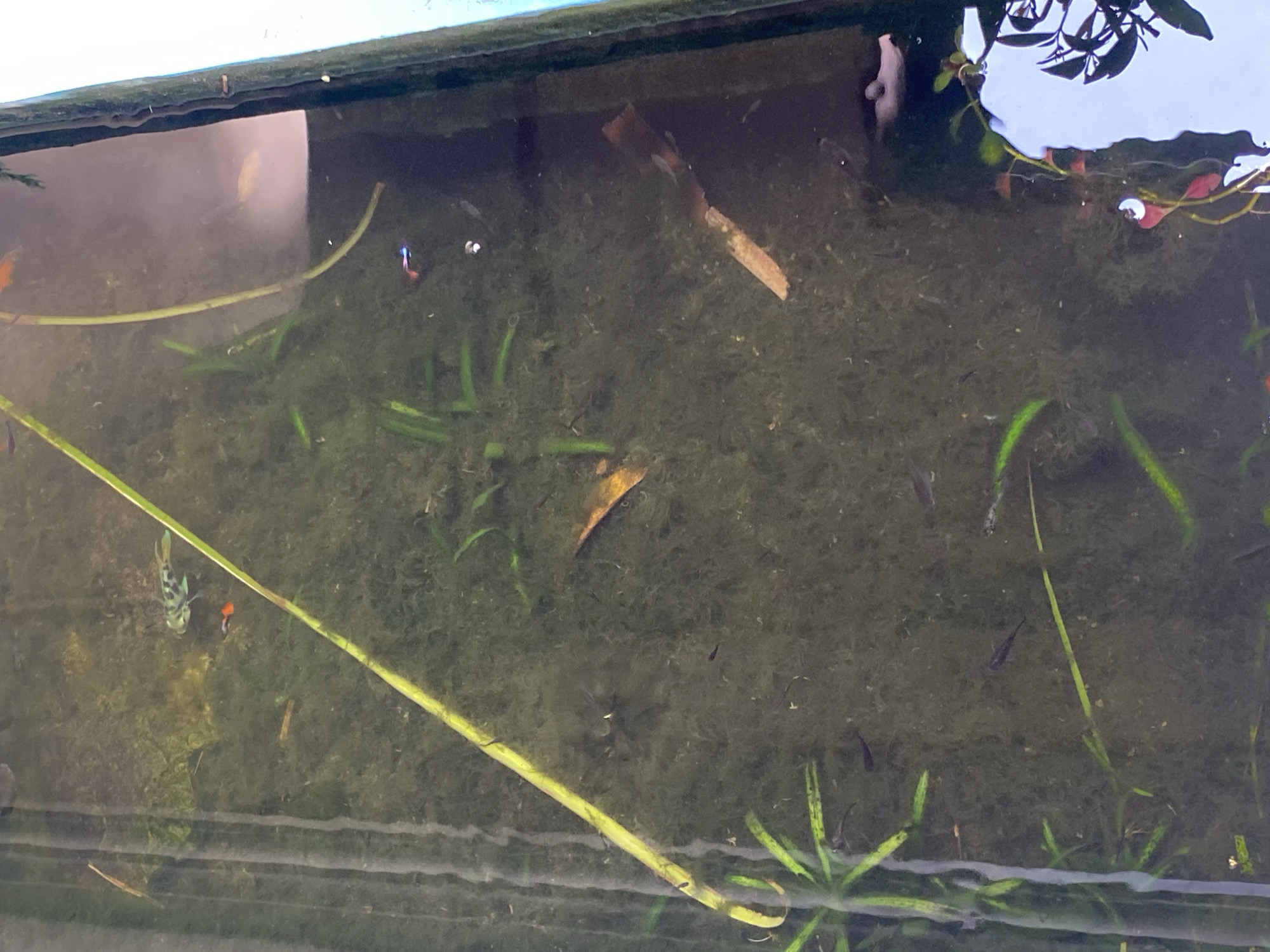 The image depicts a murky, shallow body of water, likely an aquarium or pond, with visible algae and plant life. Several small fish, primarily guppies with vibrant coloration, are swimming within the water. The environment appears somewhat overgrown and untended. There is no discernible human presence or activity. The scene is devoid of any context related to Lamgaboh, Indonesia.