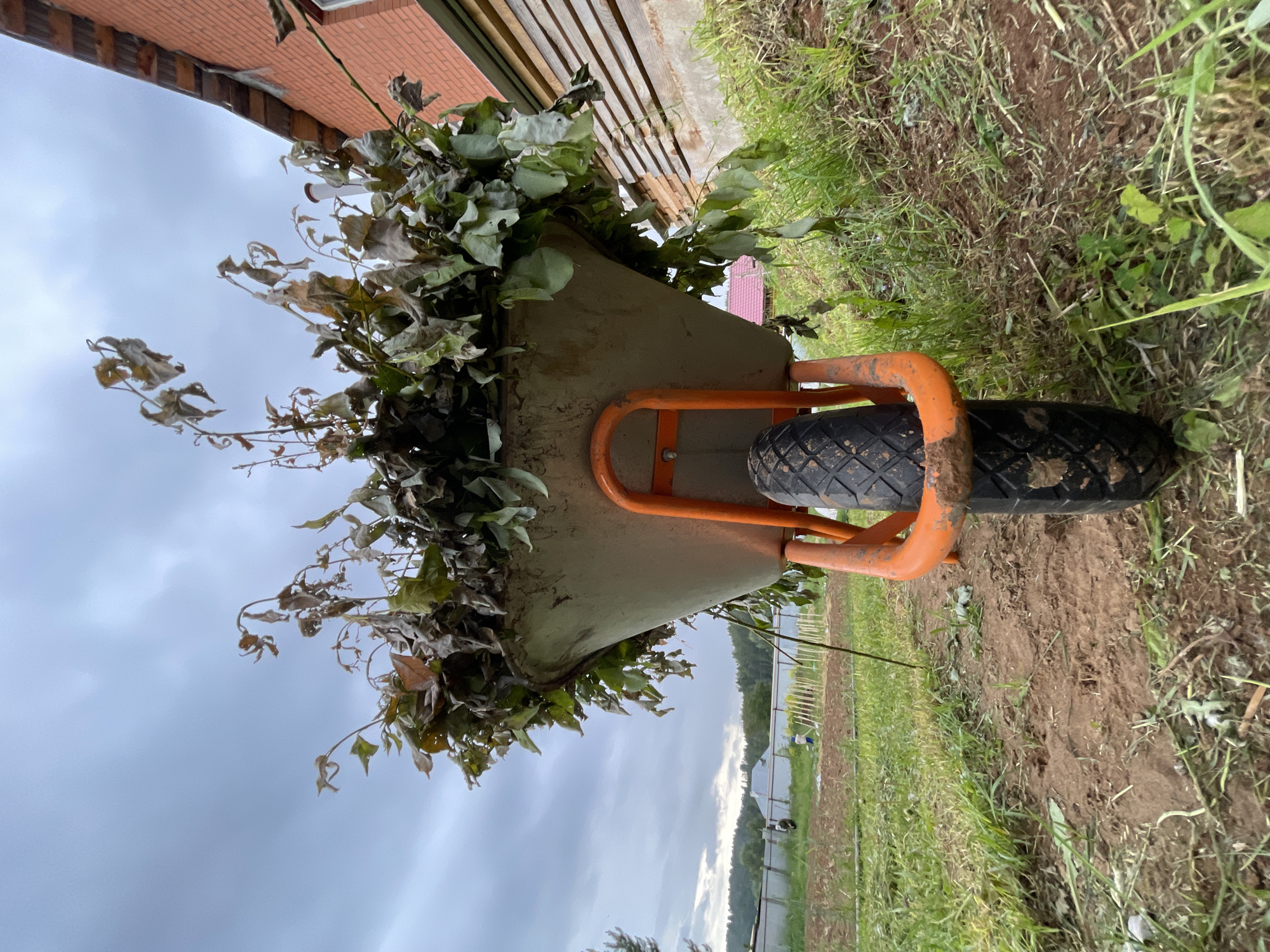 An outdoor scene depicts a gray-beige metal wheelbarrow, positioned head-on from a low vantage point, centered in the frame. The wheelbarrow's basin is filled with an abundance of dried, discolored plant foliage, consisting of leaves and stems. Its orange metal frame and a single black rubber tire, both bearing traces of mud and dirt, rest on disturbed brown earth interspersed with patches of green grass in the foreground.
In the mid-ground, behind the wheelbarrow, lies a cultivated plot of land with visible rows of dark soil. Two individuals are present in the far distance of this plot: one person, dressed in a light-colored top, is actively engaged in ground work with a long-handled tool, while another figure is partially visible further left. A light-colored fence or wall separates the cultivated area from a distant line of trees. Underneath the fence, a building with a white roof is partially visible. The sky is overcast with gray clouds.
To the right of the wheelbarrow, a brick building with orange-red bricks is visible. Wooden planks are stacked or affixed along the lower section of this building, and a portion of a corrugated metal roof is visible at the top right. An embankment covered with green grass and weeds slopes up towards the building. The overall scene suggests a rural or semi-rural garden or farm environment in Unknown, Unknown.