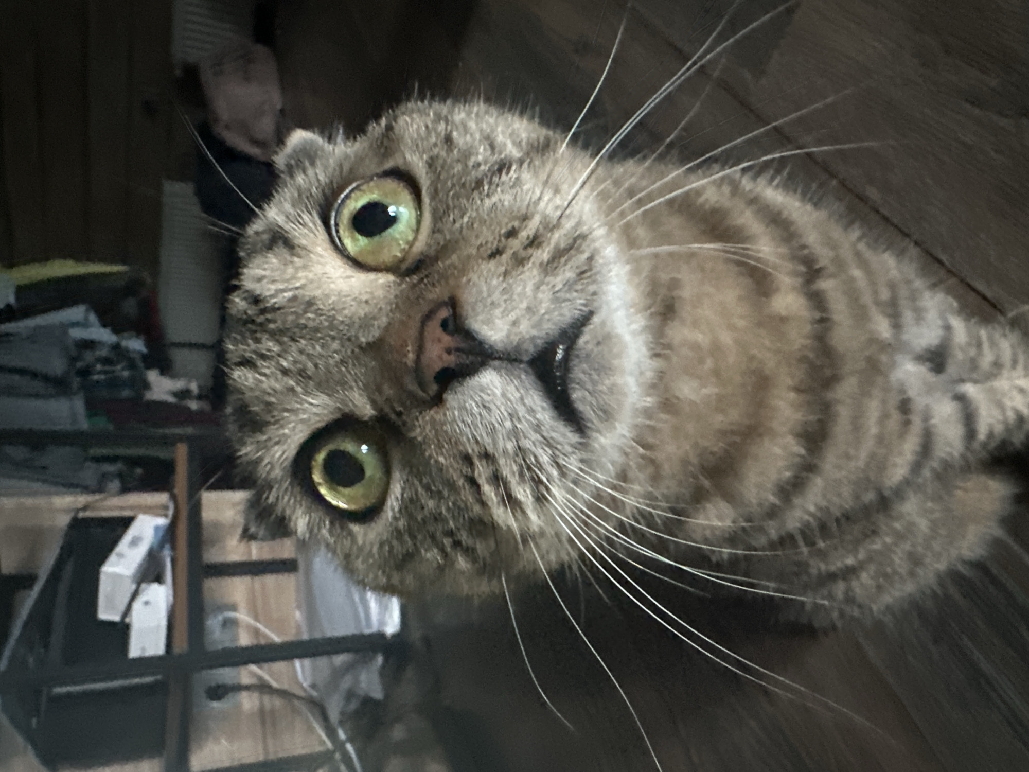 The image is a close-up, low-angle, portrait-style photograph of a domestic cat. The cat has tabby markings, large green eyes, and a slightly squashed-looking face, possibly indicating it is a Scottish Fold breed. Its mouth is slightly open, revealing a tiny pink tongue. Long, white whiskers fan out from its muzzle. The cat is looking directly at the camera with an intense, wide-eyed expression.
The background is out of focus but suggests an indoor environment. To the left, a dark metal shelf unit with white boxes is visible. The floor appears to be made of dark wood planks. There are some blurry items hanging in the background, possibly clothes. The lighting is dim, with a light source seemingly coming from above or in front of the cat. The overall atmosphere is intimate and slightly quirky due to the cat's expression and the close-up framing.
There is no information in the image that would indicate a specific location in the city of Ozerki, Russia.