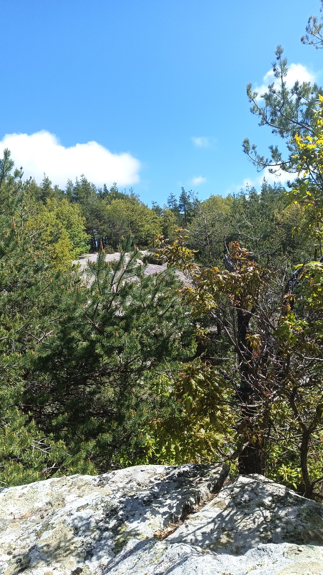 A view of trees and vegetation atop and below a rock formation on a sunny day. The sky is blue with scattered clouds. The trees are mostly green with some yellowing leaves. The rock formation in the foreground is light gray. The location is likely Sini Vrah, Bulgaria. There are no people visible.