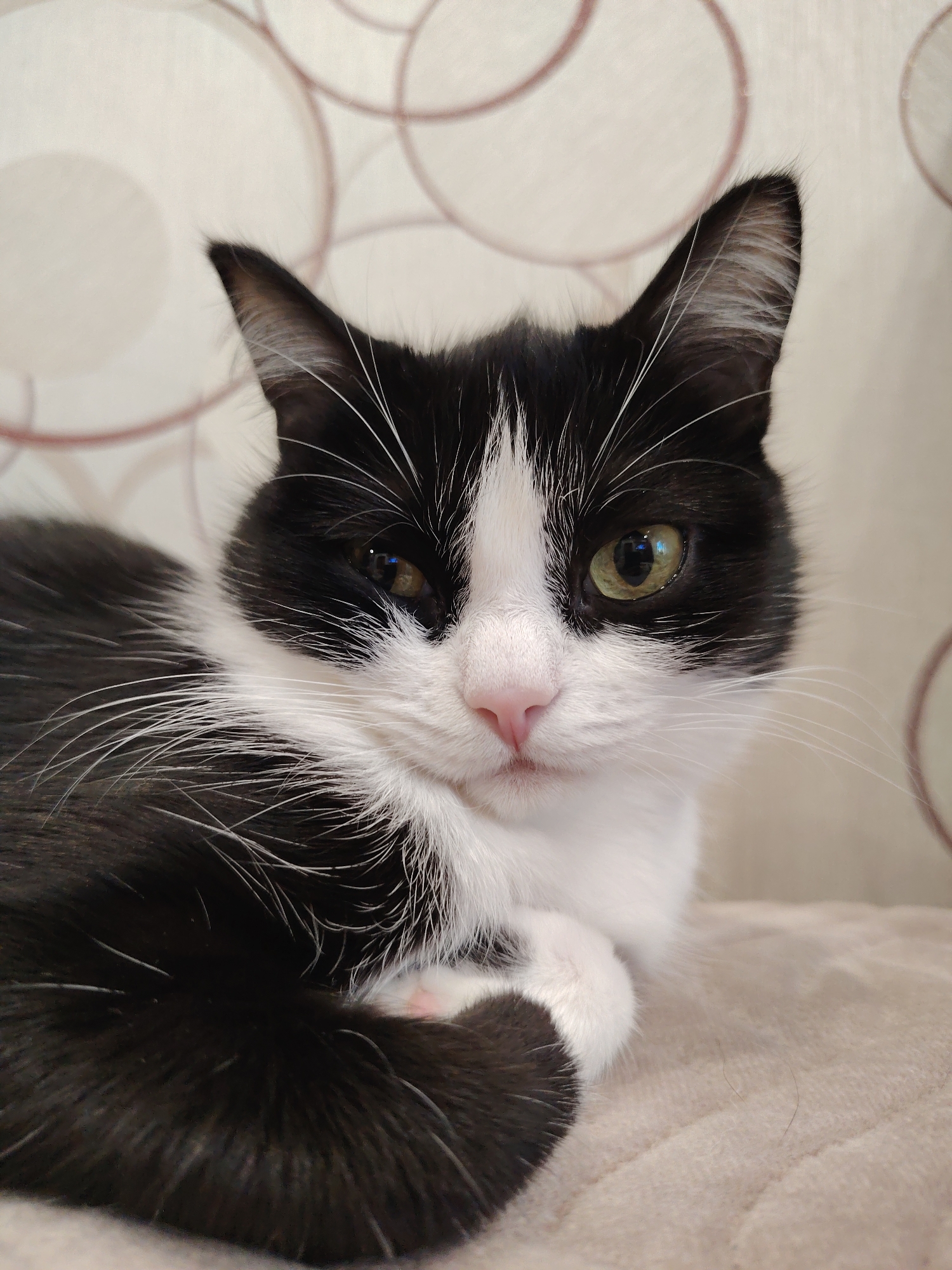 An indoor, close-up, eye-level, vertical medium shot captures a black and white cat lounging on a textured, beige surface. The cat is positioned in the center of the frame, with its body angled to the left and its head turned to face the viewer. Its fur is predominantly black with distinct white markings on its face, chest, and paws. The cat's eyes, one appearing green and the other slightly more amber, are open and focused on the camera. Its nose is a soft pink, and its whiskers are long and prominent. The background is a light-colored wall with a repeating pattern of pale pink circular designs. The lighting appears to be ambient indoor light, creating soft shadows. No people or other animals are visible. The scene is clean and appears to be a domestic setting.