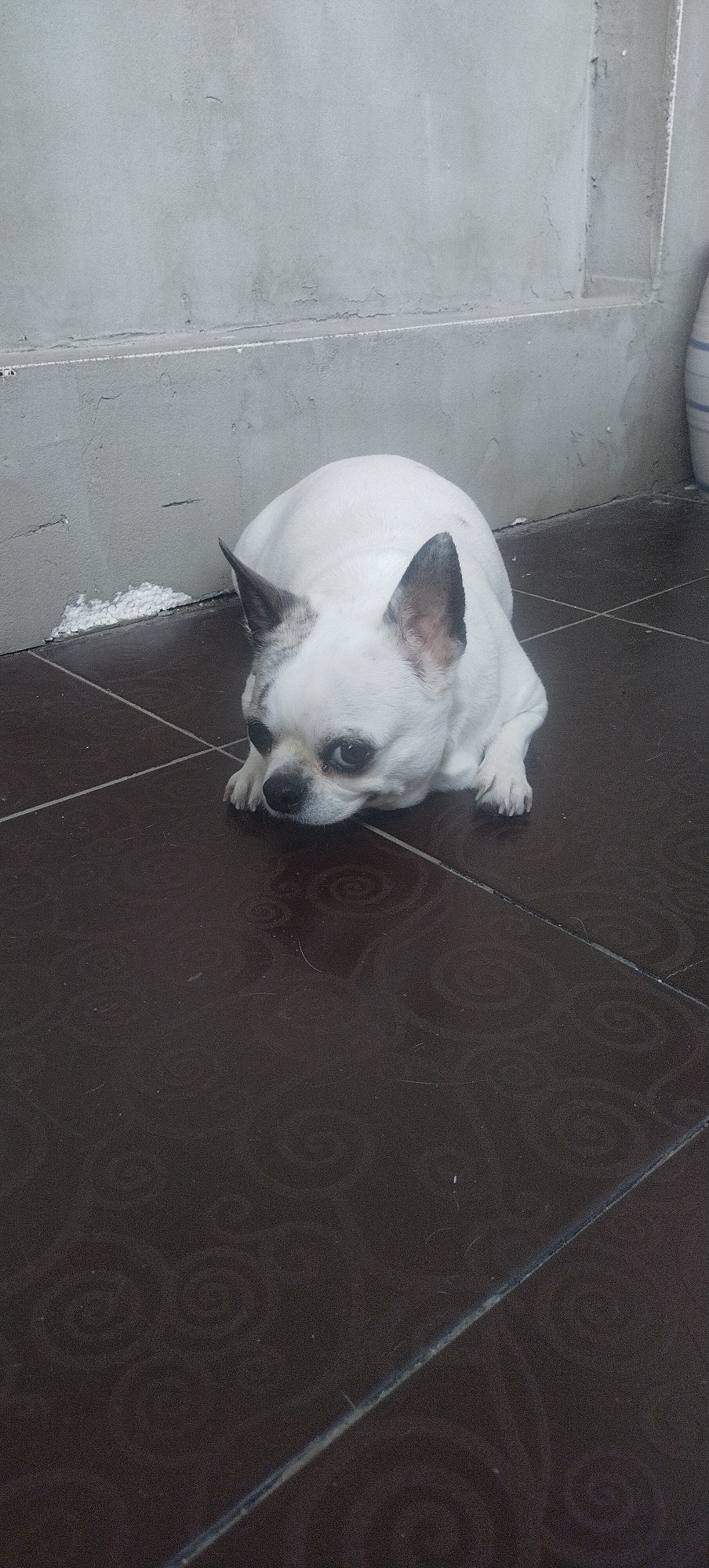 In Podvirky, Ukraine, a small white dog with dark markings on its ears and face lies on a dark, patterned tiled floor. The dog is positioned in the lower right quadrant of the image, resting its head on its paws, facing towards the left. The background consists of a light gray, textured wall, with a horizontal line visible about a third of the way down from the top. To the left of the dog, near the wall, there is a patch of white, granular material. The tiled floor has a repeating swirling pattern. The lighting suggests an indoor or covered outdoor setting.