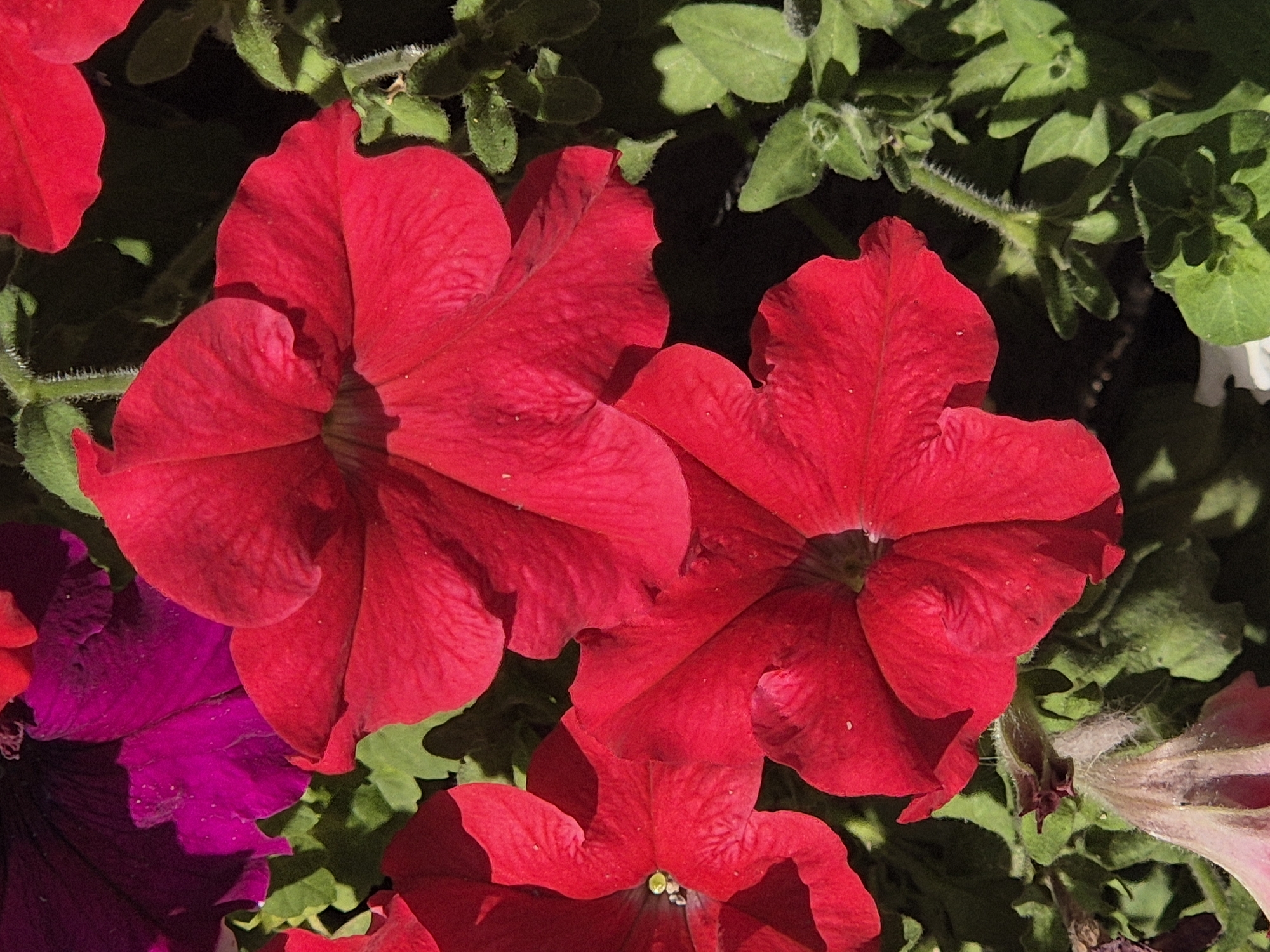 The image shows a close-up view of several red petunia flowers and some green foliage. The flowers are vibrant red, with some purple petunias also visible in the background. The lighting suggests it is daytime, with sunlight casting shadows on the leaves and petals. The scene is likely outdoors, given the presence of plants and natural light. There are no people or discernible actions taking place. The location is not identifiable from the image itself, and therefore, cannot be specified as Kokshetau, Kazakhstan.