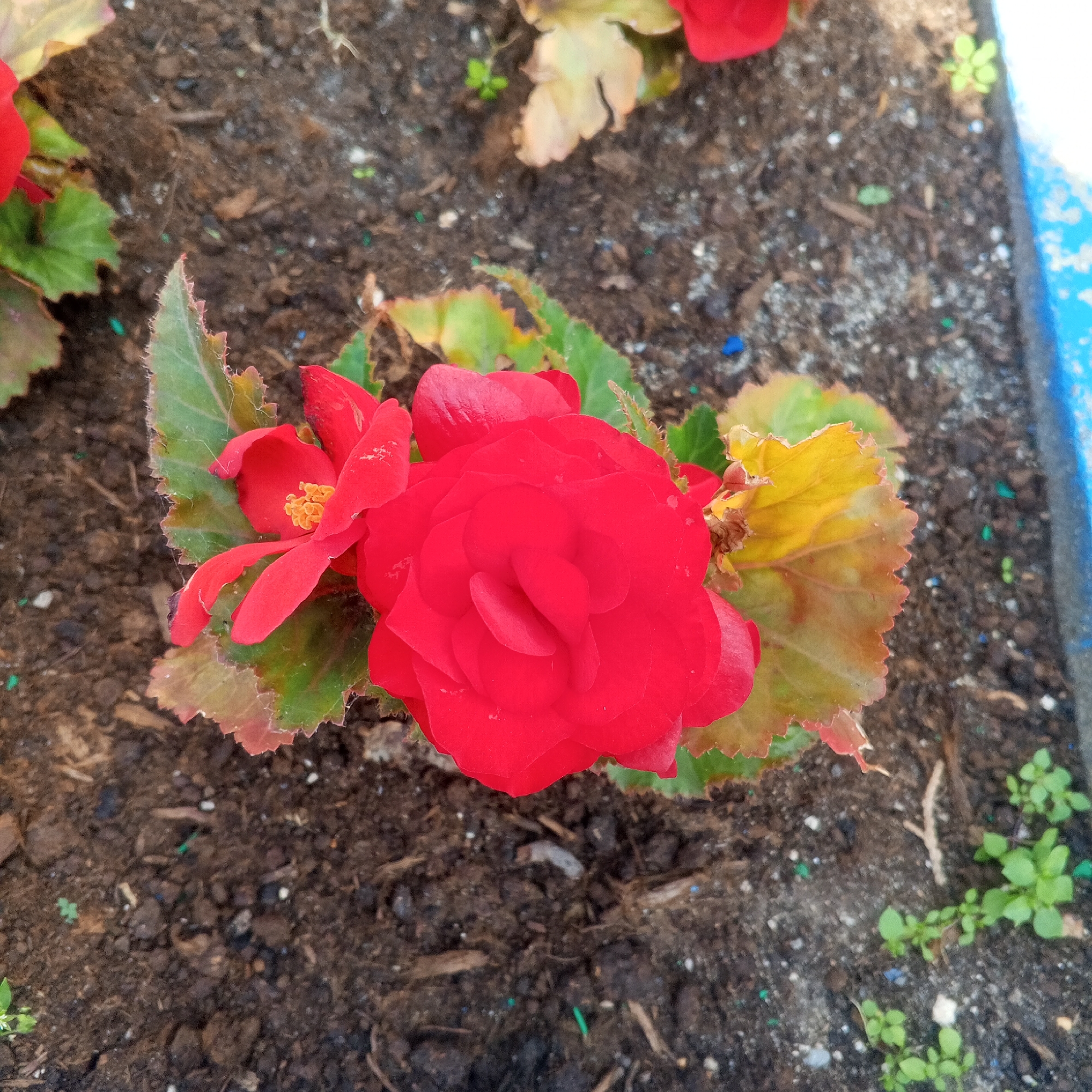 The image shows a close-up, overhead view of bright red begonia flowers and their leaves in a garden bed. The soil is dark brown and appears to be mulched with small pieces of wood. Small green weeds are scattered throughout the soil. To the right of the flowers, a bright blue border is visible, suggesting the garden bed is bordered by a planter or raised bed. The lighting suggests it is daytime. The image does not contain any information about the city of Zhilino-1, Russia, or any people.