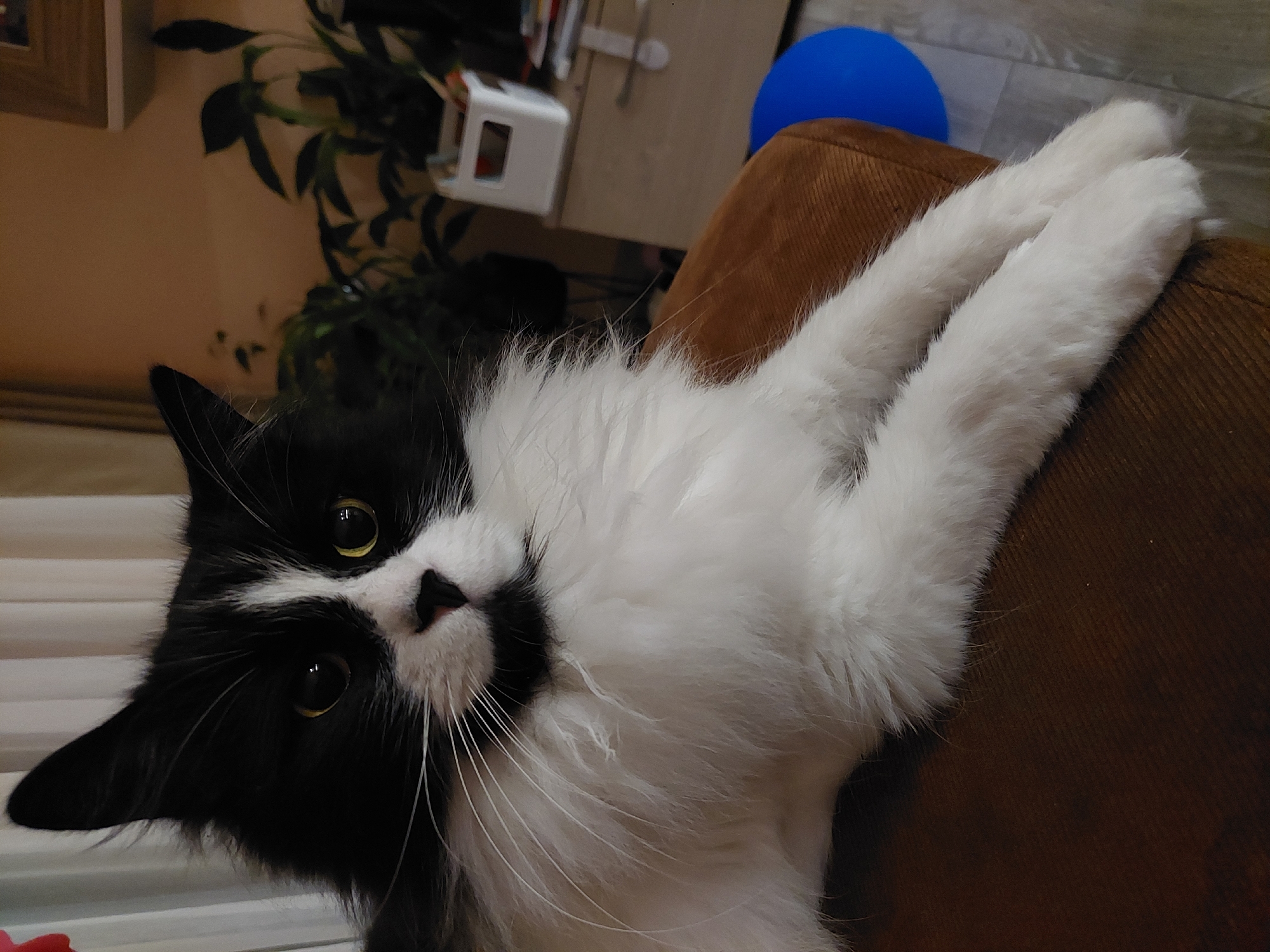A black and white long-haired cat lies on a brown upholstered surface. The cat's head is tilted toward the left of the frame. Its two white front paws are extended, resting on the upholstered surface. A blue ball and a desk with items are visible in the background. A potted plant is also visible in the upper left corner. No indication that the image was taken in Plovdiv, Bulgaria.