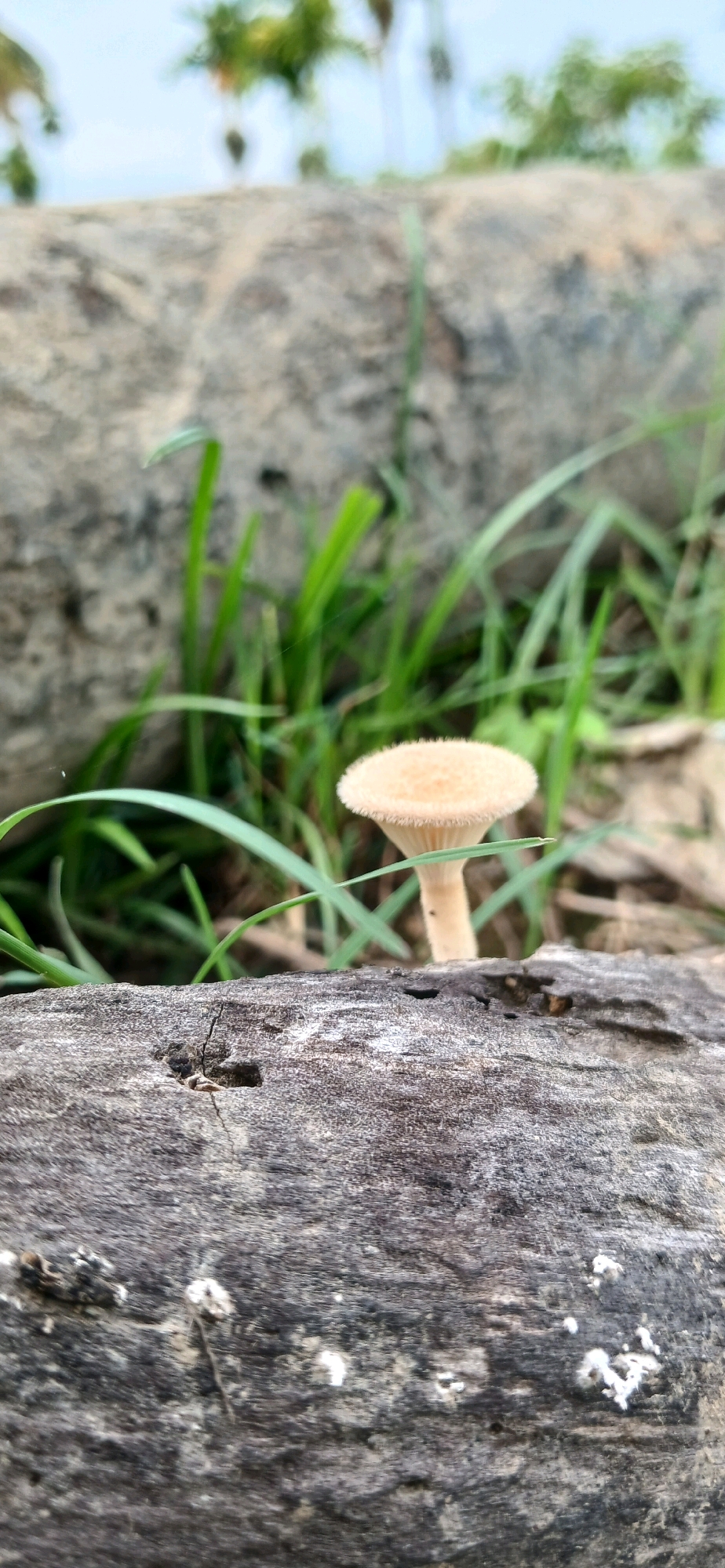 A single, small, light-colored mushroom with a fuzzy cap and a thin stem is growing in the grass next to a large, weathered piece of wood. The wood appears to be a fallen log. Green grass and other blurred foliage are visible in the background, with hints of distant trees and a pale sky. The scene is photographed from a low angle, with the log in the foreground out of focus. The image was taken in Alue Barat, Indonesia.