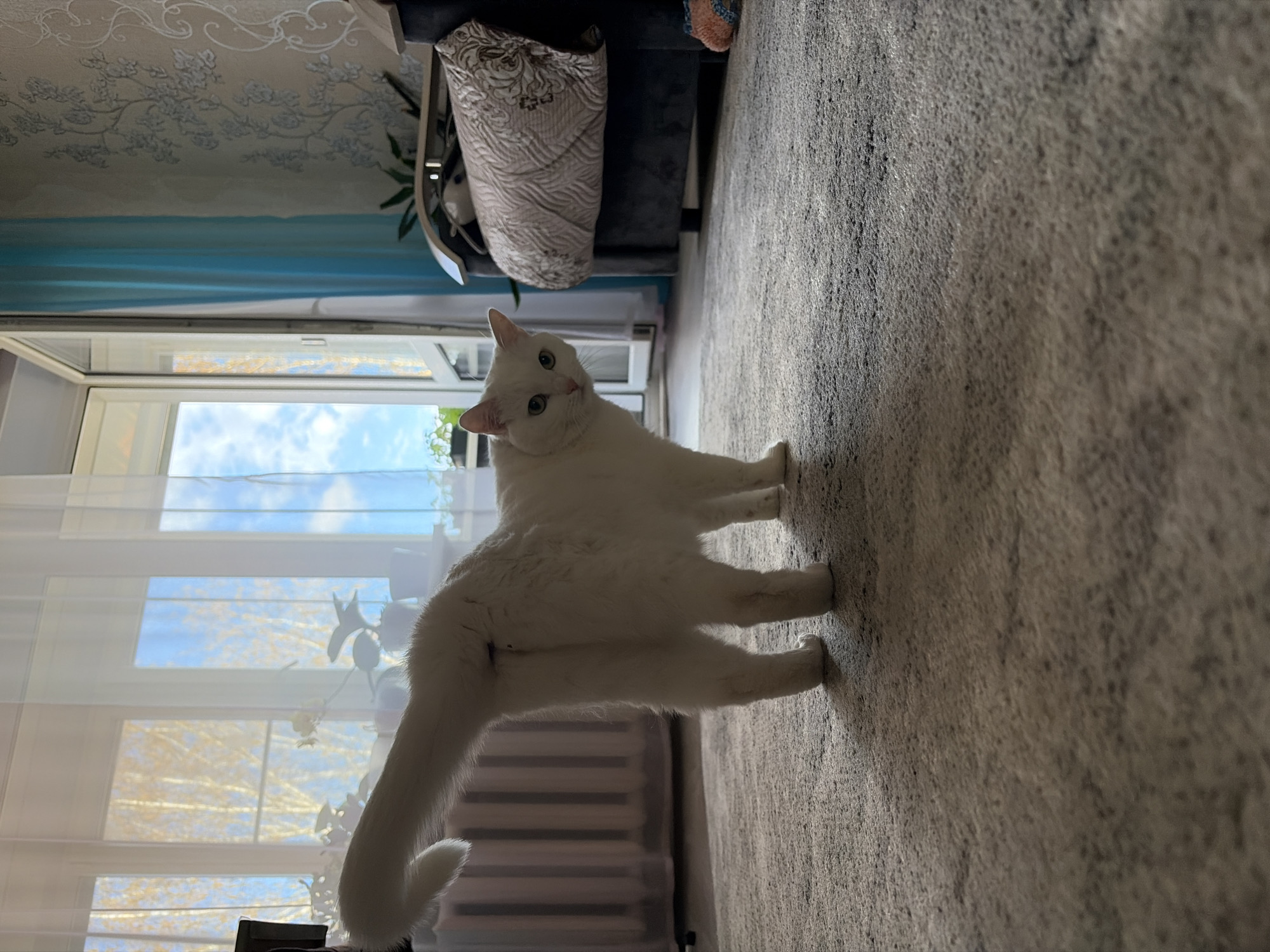 An indoor, eye-level photograph captures a white cat standing on a textured gray carpet, looking directly towards the camera. The cat, with its pristine white fur, prominent ears, and captivating green-blue eyes, is positioned centrally, its body facing slightly away from the viewer. Its long, fluffy tail curls gently behind it.
The background is dominated by a large window that opens up to a bright daytime sky dotted with clouds, and the silhouettes of trees are visible through the transparent panes. Sheer white curtains are drawn across the lower section of the window, allowing natural light to flood the room while diffusing the outdoor view. To the left, a light blue curtain is partially visible. Above the window and curtains, a light-colored wall features a subtle floral or vine pattern. On the right side of the frame, part of a dark sofa or armchair is visible, topped with a decorative cushion showcasing an intricate light-colored pattern. A green houseplant is also partially visible near the window. The overall setting is a bright and comfortable room, likely a living area, bathed in natural light. No text is visible in the image.