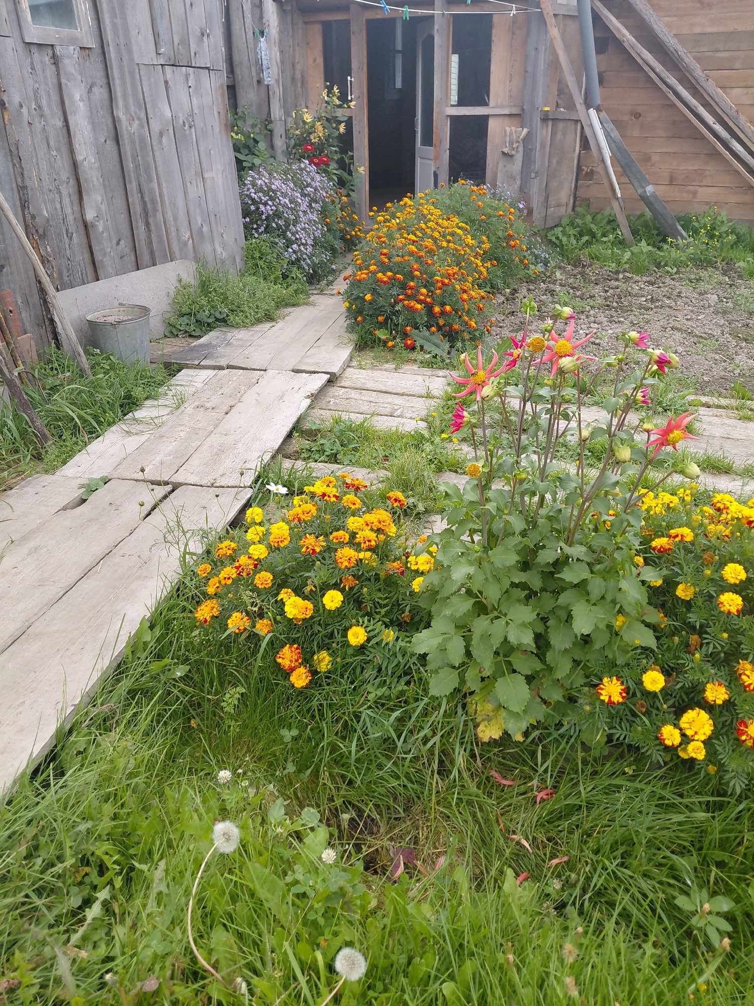 The image depicts a rustic outdoor scene, likely a backyard or garden area, with elements suggesting a rural or suburban setting in Malinovka, Russia. A weathered wooden shed or building forms the backdrop, its unpainted planks showing signs of age. A wooden plank walkway, also appearing aged and somewhat uneven, extends through the grassy area.
In the foreground and midground, a variety of flowers are in bloom. Clusters of bright orange and yellow marigolds dominate large sections of the scene, interspersed with purple asters and some spiky, pink and yellow dahlias. The vegetation is lush, with green grass growing around the walkway and the flower beds. Dandelions, some in seed form, are also visible in the grass.
To the left of the walkway, near the wooden building, a simple metal bucket stands in the grass. The overall impression is one of a well-tended but unpretentious garden space, possibly attached to a modest dwelling. There are no people visible in the image, and the scene is static, with no apparent activity taking place. The lighting suggests it is daytime.