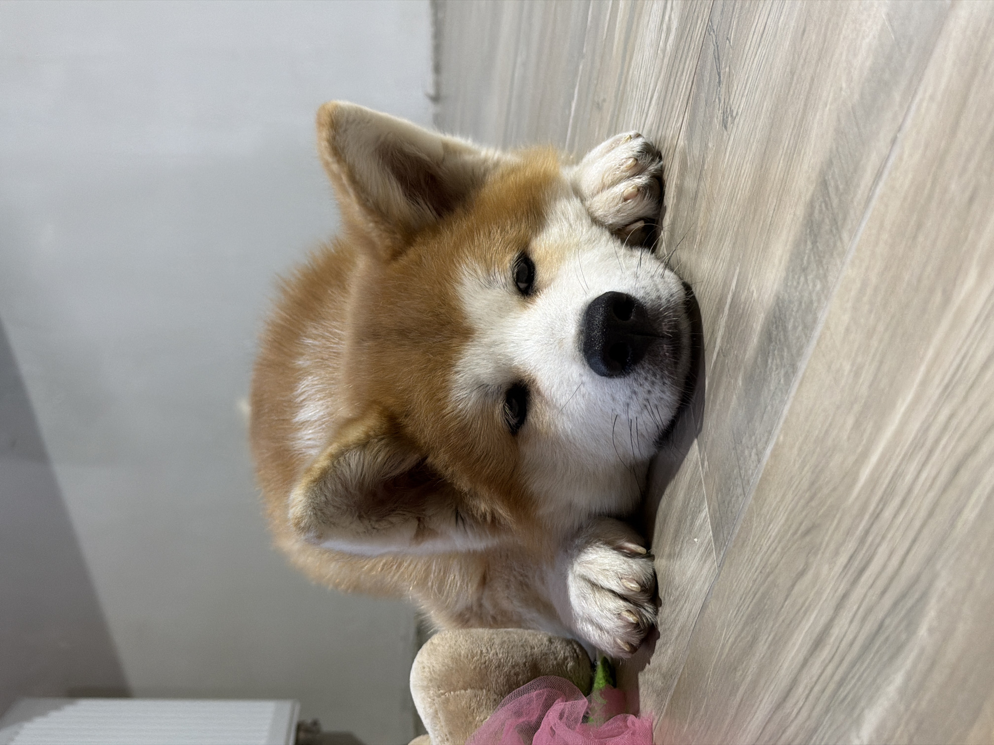 The image shows an Akita Inu puppy lying on a light-colored wooden floor. The puppy has a brown and white coat, a black nose, and is facing the camera with its paws stretched out. There's a radiator visible in the background, as well as part of a soft toy with pink netting. The image was taken indoors. There is no information about Chaikovsky, Russia.