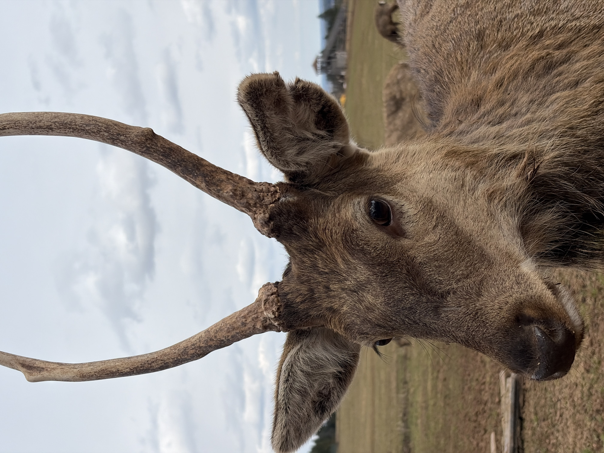 A close-up shot shows the head and partial antlers of a reddish-brown deer against a backdrop of sky and open field. The deer is positioned in the foreground, facing slightly away from the camera. The antlers are slender, with no branching present. The field is of a light brown color. The sky is partially overcast. Based on the provided information about Ludorvai, Russia, it is not possible to confirm whether this image was taken in this city, as there is nothing specific in the picture indicating the location.