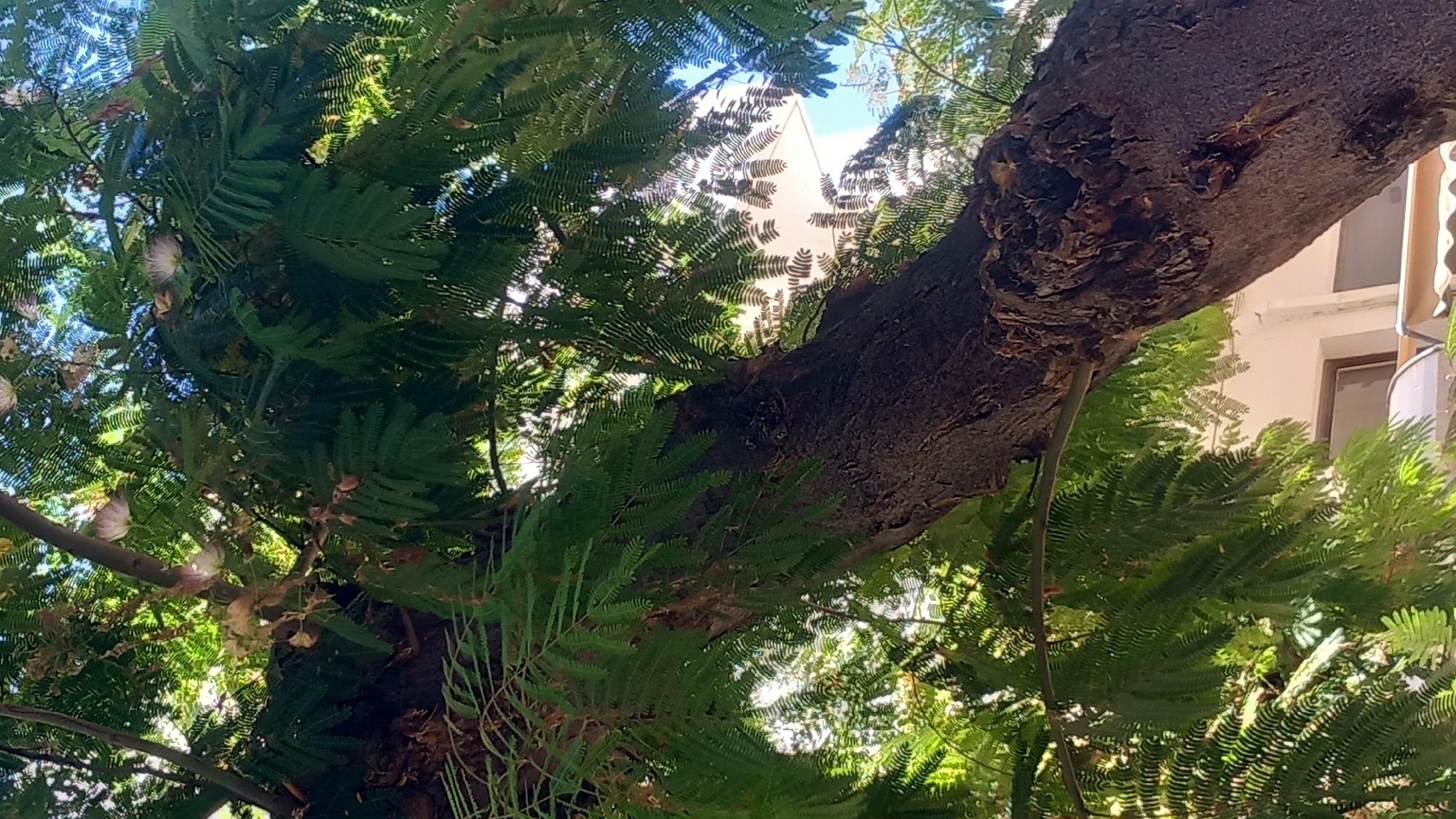 This is a low-angle shot looking up through the dense foliage of a tree, with a thick, dark brown trunk prominent in the foreground. The tree's branches are laden with feathery green leaves. Some delicate, pale pink flowers, appearing fluffy and wispy, are visible nestled among the leaves. Through the gaps in the leaves, a white building with windows and a light-colored awning can be seen, suggesting an urban or semi-urban environment. The sky is a bright, clear blue. The scene appears to be a sunny day, likely in Kos, Greece, given the lush greenery and architectural style that is common in the region. No people are visible in the frame. The overall impression is one of natural beauty amidst a developed area.