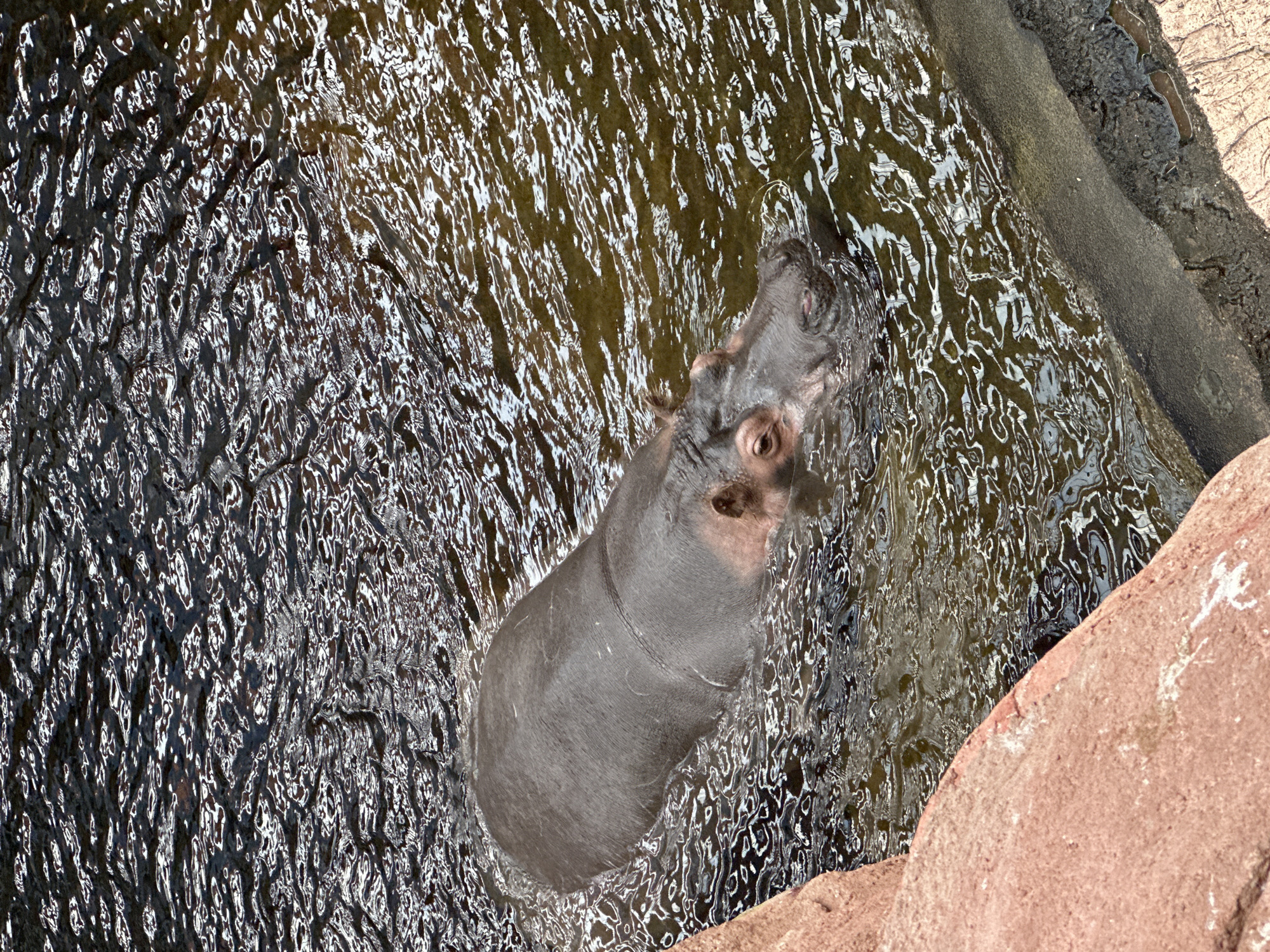 The image captures a pygmy hippopotamus submerged in water, likely within a habitat enclosure. The water appears murky, with reflections on the surface creating a distorted pattern. The hippo's head is visible above the water, showing its eyes and nostrils. Part of a rock or concrete structure is visible on the right side of the frame, indicating an artificial environment. Given the location in Wrocław, Poland, it is probable that this is within the Wrocław Zoo, which houses pygmy hippopotamuses.