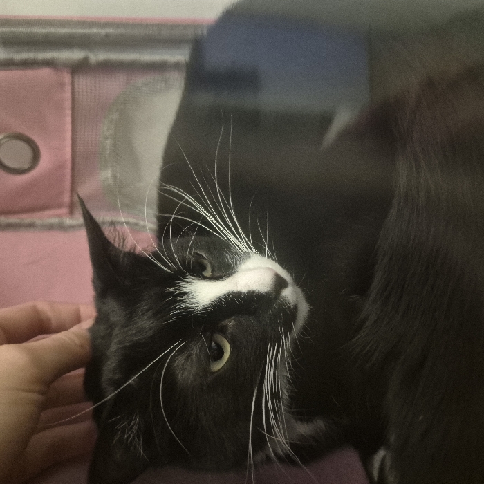 A black and white tuxedo cat with a white muzzle, white blaze, and white whiskers is depicted lying down, with its body partially curled. Its eyes are yellowish-green, and its ears are slightly flattened. A human hand with fair skin is seen at the top of the frame, gently petting the cat's head behind its ears. The background primarily consists of a pink fabric material, possibly part of a pet carrier or soft bedding, with a metal grommet visible in the upper right quadrant. A faint, diffuse reflection, showing blue tones over the cat's back, indicates the photograph was taken through a transparent surface. The specific location within the city of Strasbourg, France, is not discernible from the image.