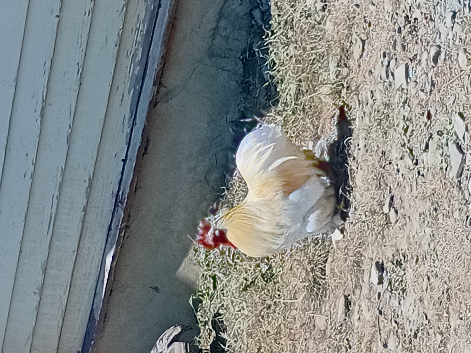 A rooster is foraging on dry, grassy ground next to a light-colored wooden wall. The rooster has light yellow and white feathers with a red comb and wattle. The wall appears to be part of a building, with visible vertical planks. The ground is covered in dry grass and debris, suggesting a sunny and possibly dry climate. There is a shadow cast by the rooster on the ground, indicating the time of day is likely late morning or afternoon, with the sun positioned to the side. The overall scene appears to be outdoors in a rural or semi-rural setting, likely in Verkhniachka, Ukraine, given the location context. No people or text are visible in the image.