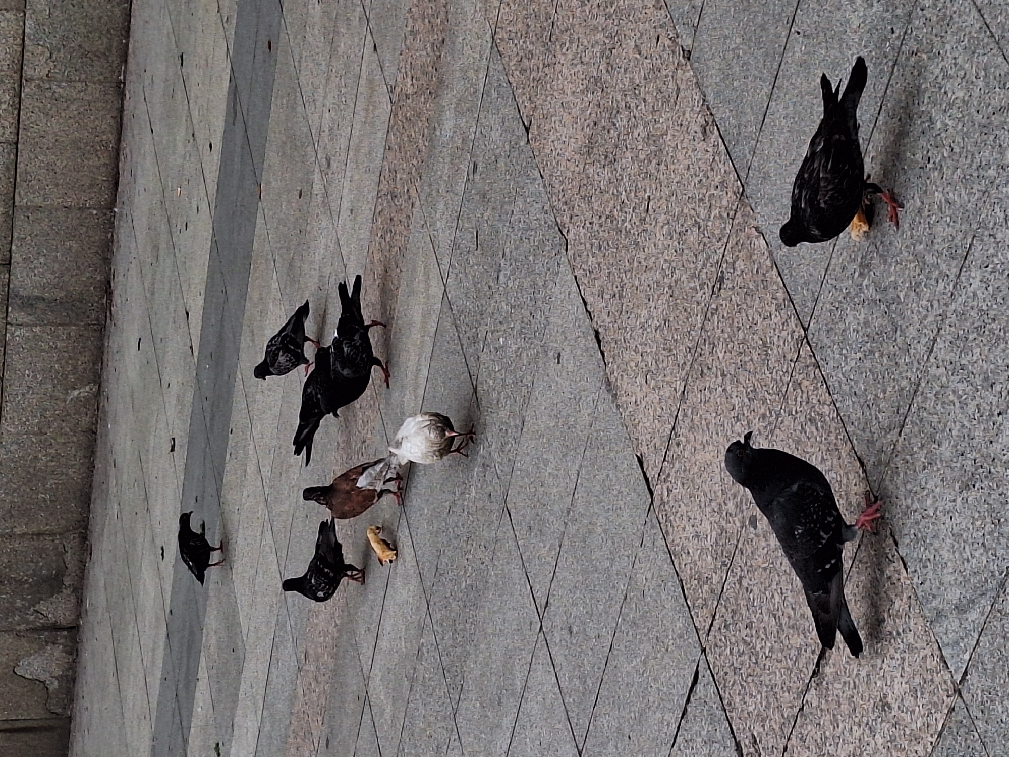 The image displays a group of pigeons scattered across a patterned paved ground, captured from an overhead perspective. The photo is rotated 90 degrees clockwise, making the birds appear oriented along a diagonal axis.
There are approximately nine pigeons visible. Most are dark grey or black, while one prominent bird in the center-left is lighter, appearing light grey or white, and another is brownish-grey. The primary activity is feeding; several pigeons have their heads down, pecking at small pieces of food, likely bread, visible on the pavement. One black pigeon in the upper right clearly holds a piece of light-colored food in its beak, and another near the center is focused on a similar item.
The ground is composed of light grey paving stones with a distinctive pattern of darker diagonal lines forming a diamond grid. Some broader, darker diagonal strips also run across the surface. Along the left edge of the frame, there is a rougher, darker textured surface, possibly a stone wall or a curb. The lighting suggests it is daytime, with soft, even illumination and no harsh shadows. No specific location cues or visible text are present, but the setting appears to be an outdoor urban or public area.