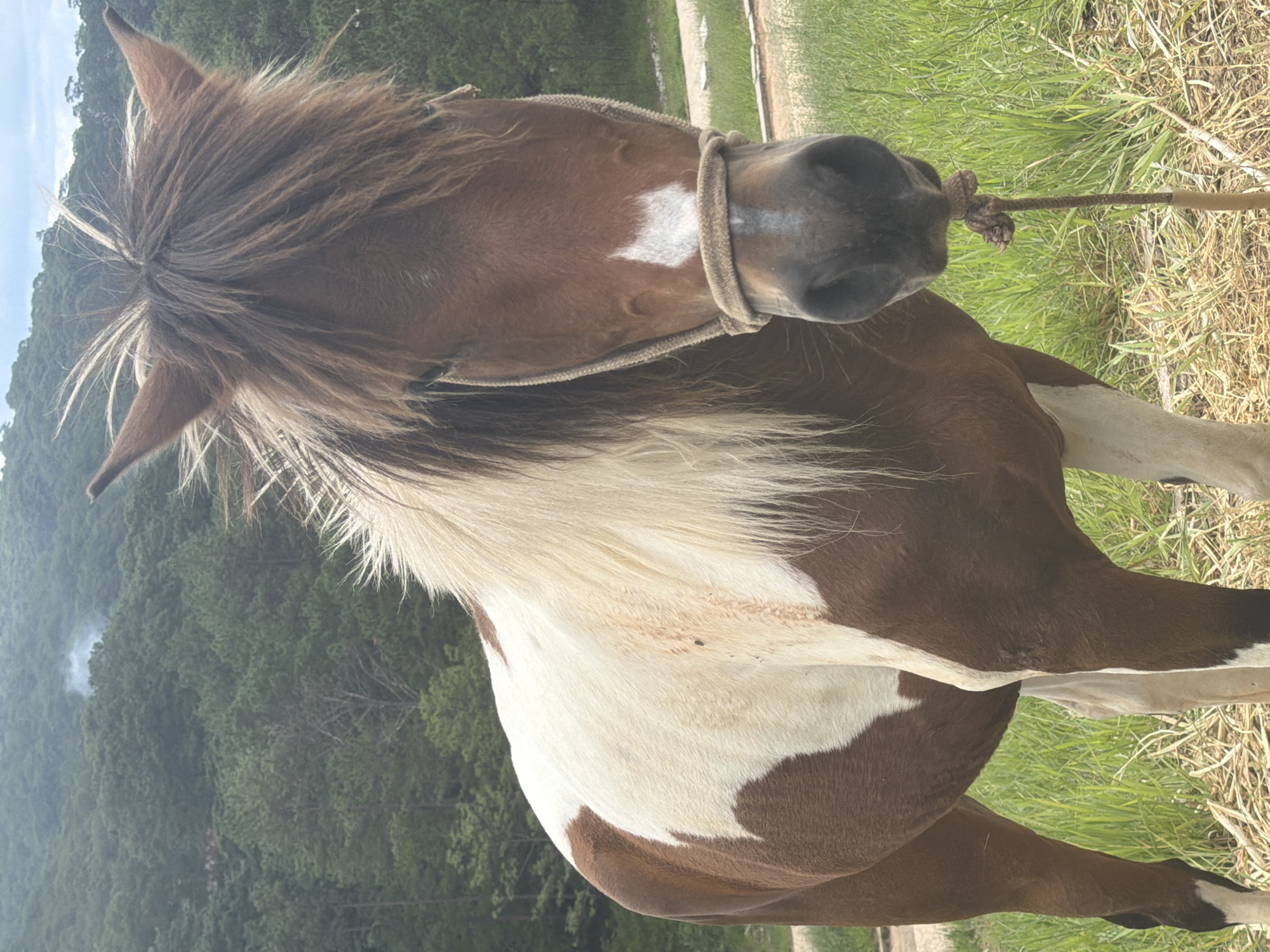 A brown and white pinto horse stands facing the camera in a grassy field. The horse has a long, shaggy mane and forelock, with a prominent white blaze on its forehead. A rope halter is fitted around its muzzle and tied to a wooden stake. The background features a dense forest of pine trees on a sloping hillside, with a slightly overcast sky. There are no people visible in the image. The setting appears to be a rural area outside of Da Lat, Vietnam, likely a farm or a stable with access to natural landscapes.