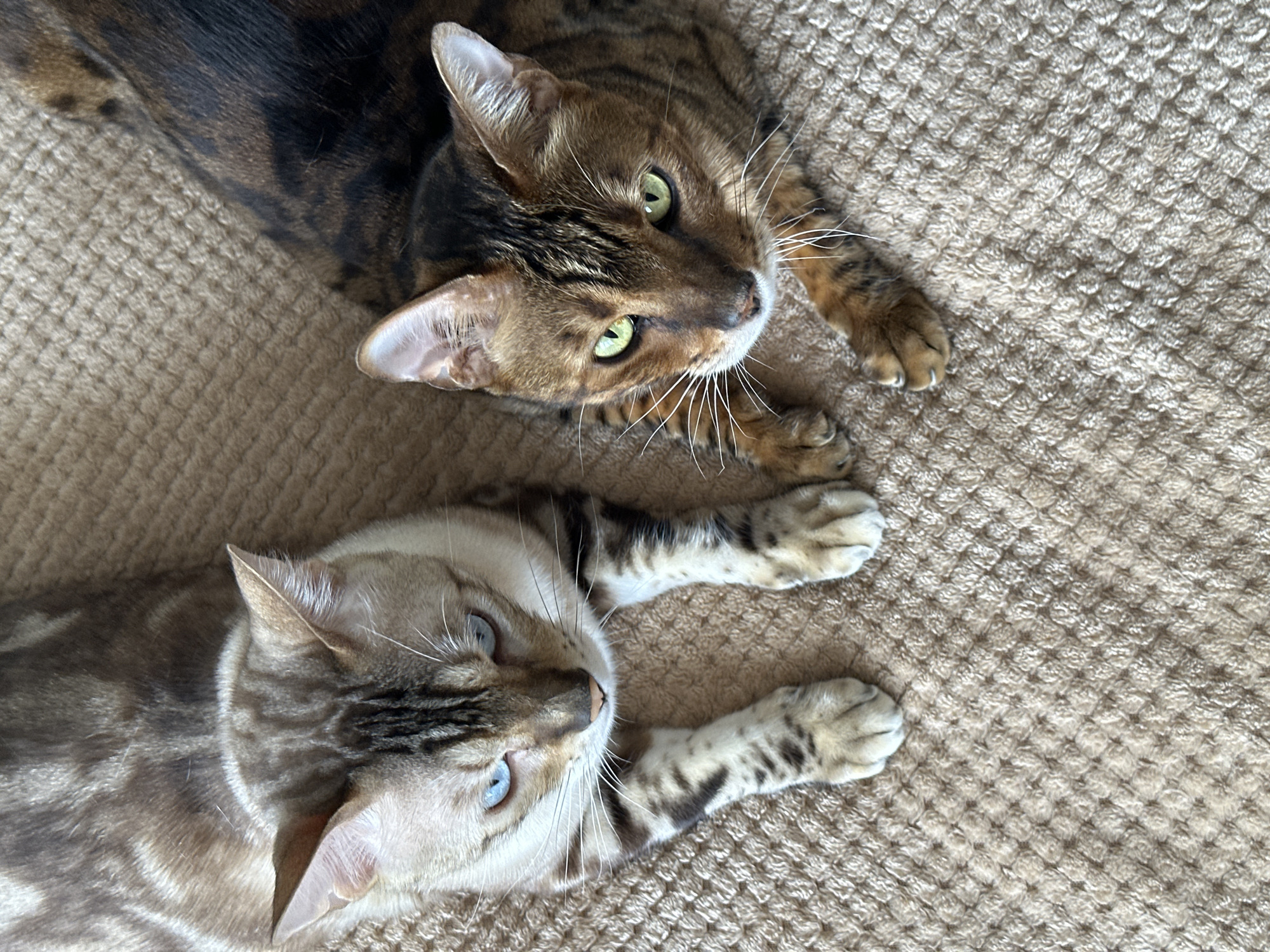 Two Bengal cats are lying on a beige carpet. The cat on the left has light brown fur with dark brown spots and blue eyes. The cat on the right has darker brown fur with black spots and green eyes. Both cats are looking towards the camera. The image was taken in the city of Gornyi Erik, Russia.
