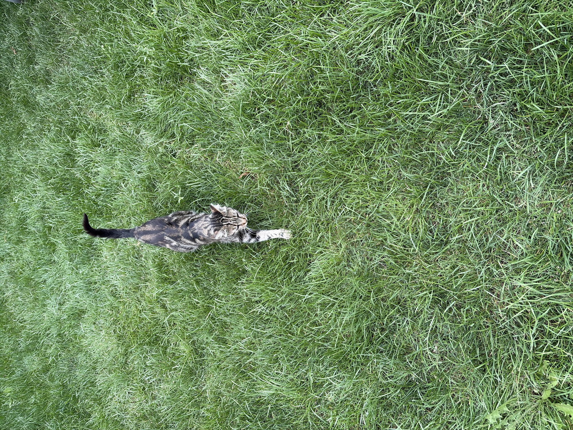 A tabby cat is walking across a grassy lawn. The cat is facing towards the camera, and its tail is curved upwards. The grass is green and appears to be well-maintained. The scene is set in a residential area, with no other objects or people visible in the image. The image is a high-angle shot, taken from above the cat. The lighting is natural, and the overall tone of the image is bright and airy. There is no information available regarding the location in the city of Oxentea, Moldova.