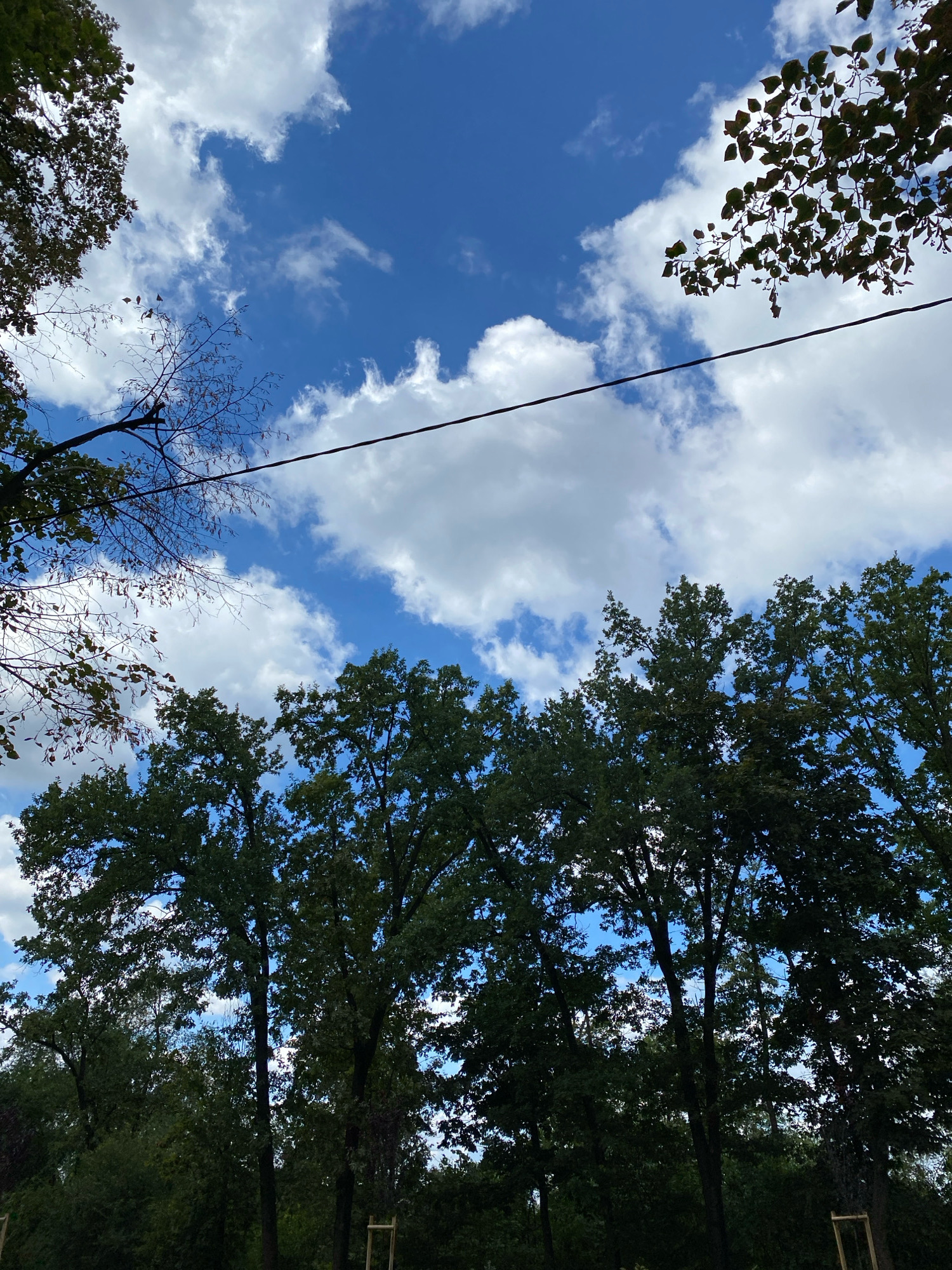 The image shows a view looking up at a blue sky with white clouds. Silhouetted against the sky are the tops of several large, leafy trees. In the foreground, branches and leaves from trees are visible, some with sparse foliage, suggesting autumn or early spring. A black electrical wire stretches horizontally across the upper portion of the image. The scene appears to be an outdoor setting, possibly a park or residential area, in Chișinău, Moldova, given the context provided. No people or specific landmarks are identifiable in the image.