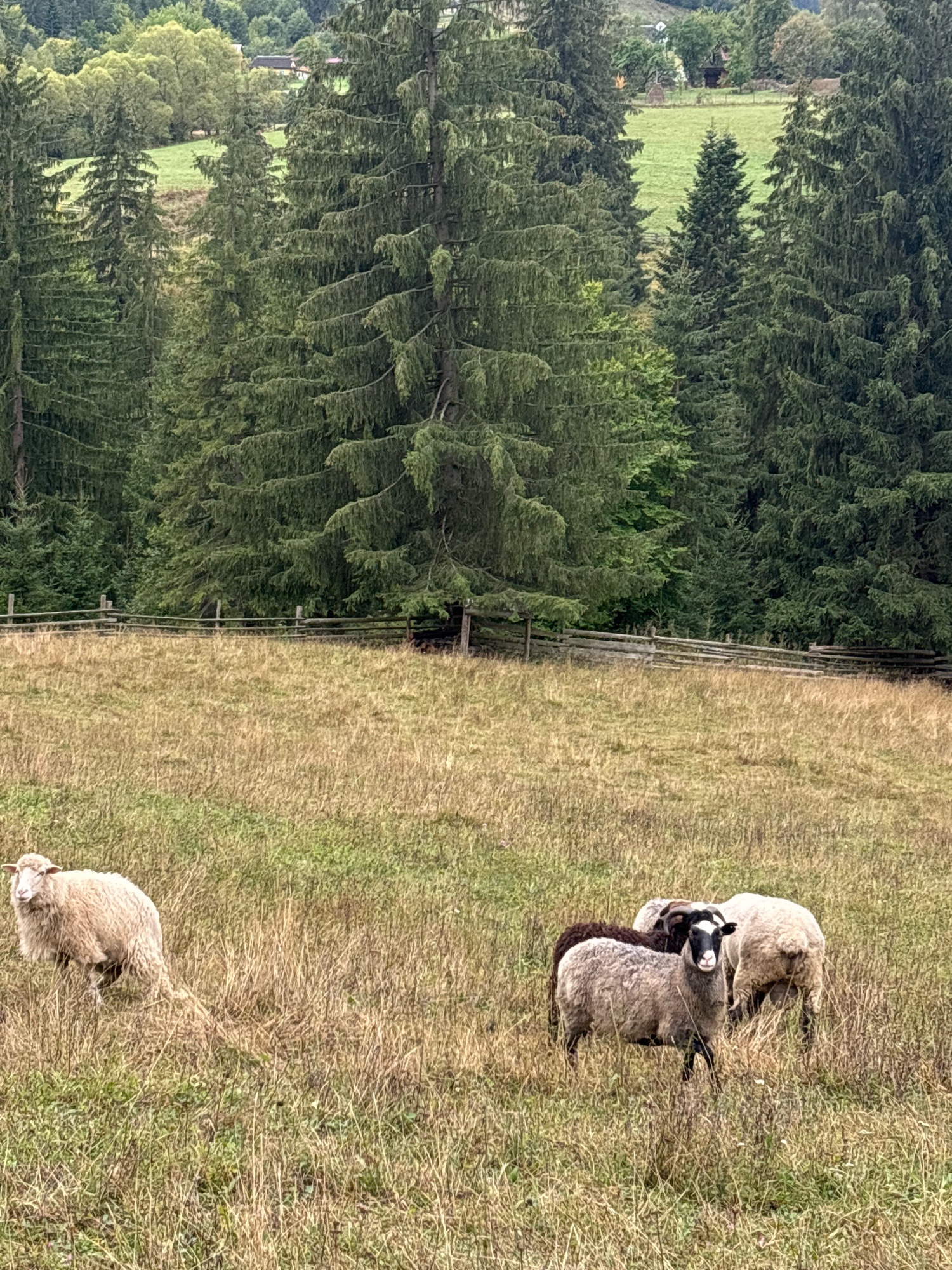 In Krasnyk, Ukraine, a flock of sheep grazes in a grassy field. The field is bordered by a rustic wooden fence and a dense forest of evergreen trees. The sheep are a mix of light and dark colors, with one light-colored sheep standing alone to the left, while three others, one with a dark head and white markings, huddle together in the center. The overall scene depicts a pastoral setting with a backdrop of natural woodland.