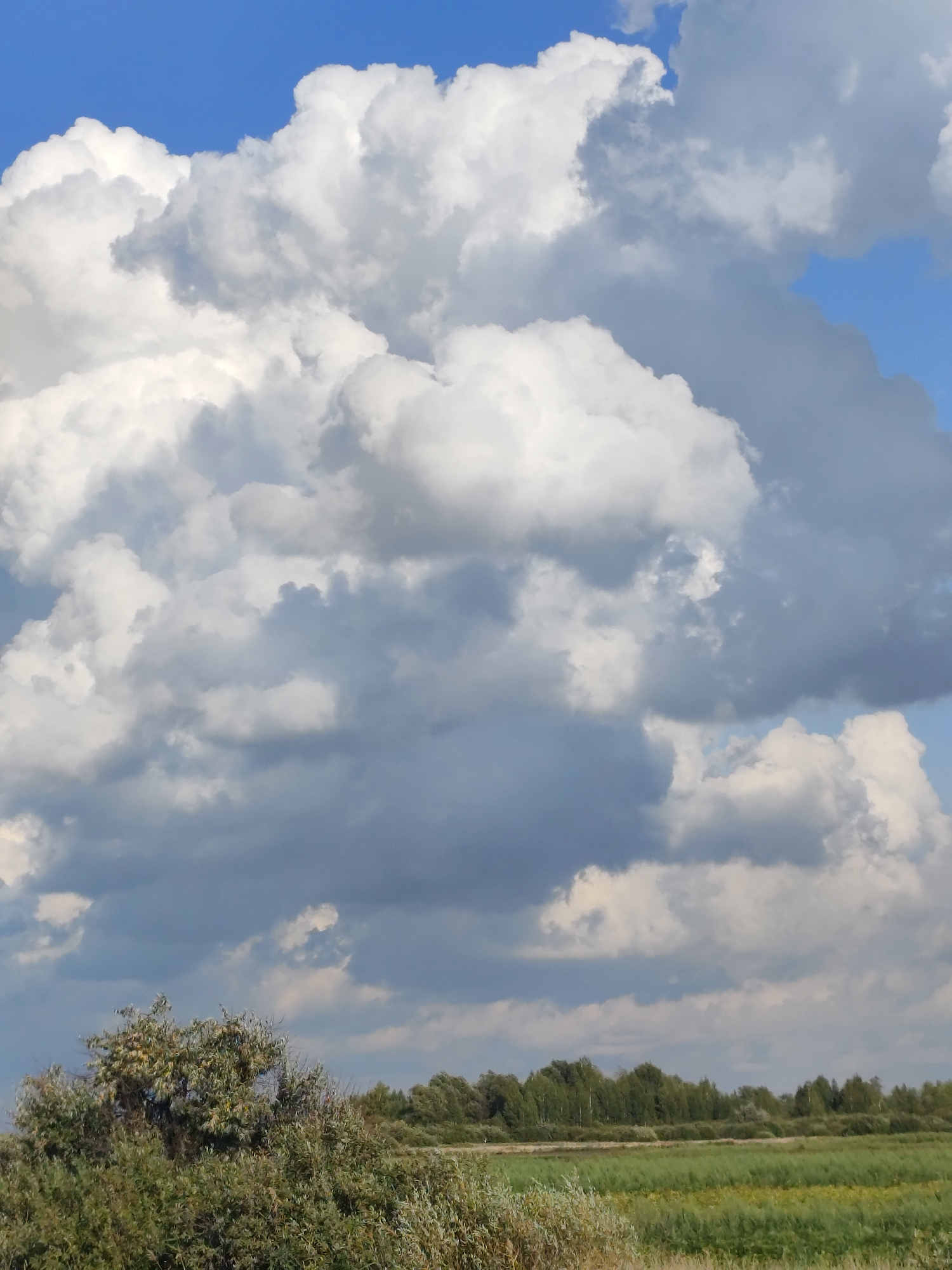 The image depicts a natural landscape under a dramatic sky filled with large, fluffy cumulus clouds. The lower portion of the image shows a dense line of green trees forming a horizon against a field of tall grass, with a smaller, bush-like tree in the foreground on the left. The sky is predominantly blue with a significant portion occupied by the white and gray clouds, suggesting a dynamic weather condition. There are no people or man-made structures visible, indicating a rural or natural setting. The scene is static and captures a moment in time, focusing on the interplay between the sky and the earth. The overall impression is one of expansive nature.