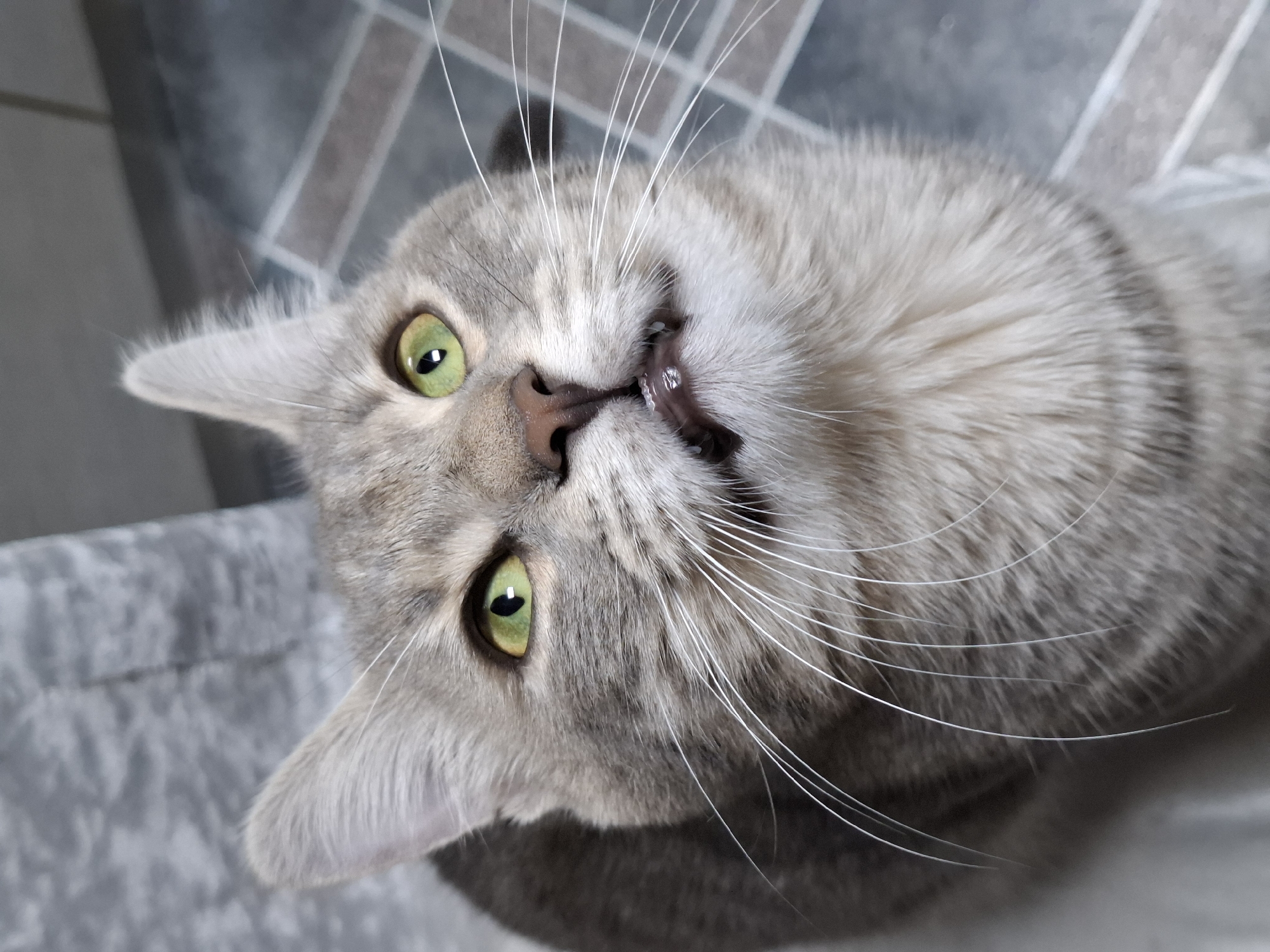 A close-up, slightly angled shot of a gray tabby cat. The cat's head is tilted, and it looks directly into the camera. The cat has green eyes, a pink nose, and its mouth is slightly open, revealing a few teeth. The cat's whiskers are long and white. The background consists of gray tile and what appears to be a cat tree, based on the gray fabric texture. There is no specific evidence within the photo indicating the city of Novi Sad, Serbia.