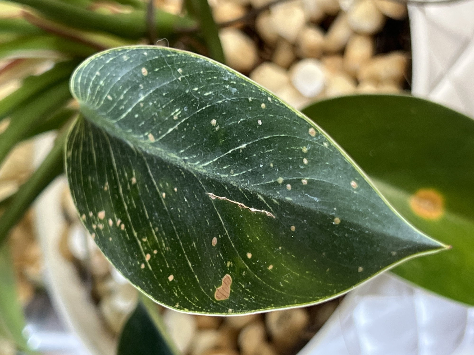 The image shows a close-up of a plant leaf with green and white variegation, potentially a Philodendron variety. The leaf has a heart-shaped structure and displays numerous small, circular, tan-colored spots. A scar is visible on the leaf's surface. The plant is set in a pot filled with small, beige pebbles. Another green leaf with a yellowing spot can be seen behind the main leaf. There is no indication that this image has been taken in Nam Natural Heritage Area Trang, Vietnam. There are no people, subjects, objects, actions or interactions described.