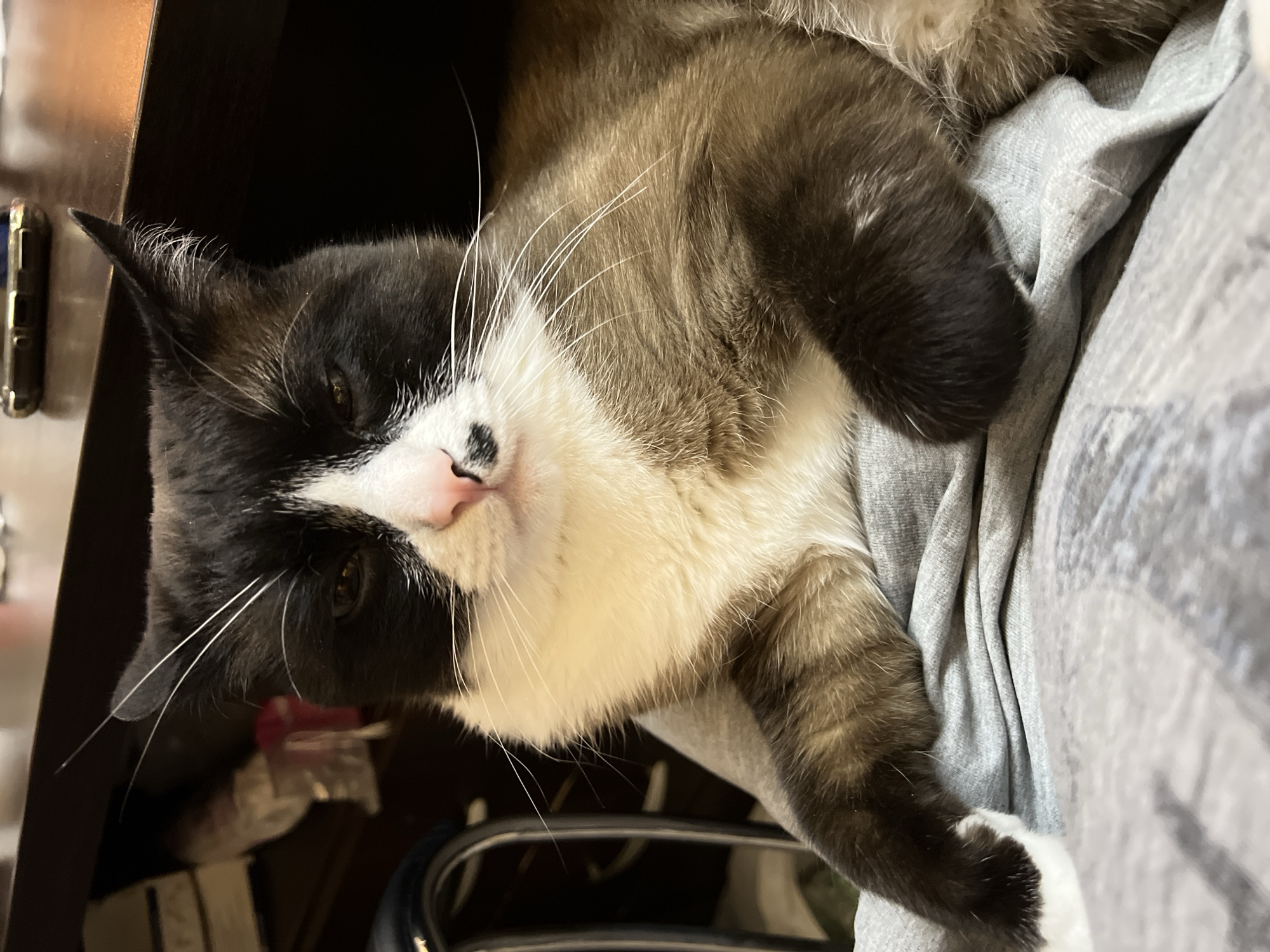 A cat is lying on a grey garment. The cat has a black and white face with long white whiskers, a pink nose, and brown fur on the body. Part of the cat is positioned next to what appears to be the edge of a dark-colored object, possibly a piece of furniture. There is no indication of the city of Noviy, Russia in the image.